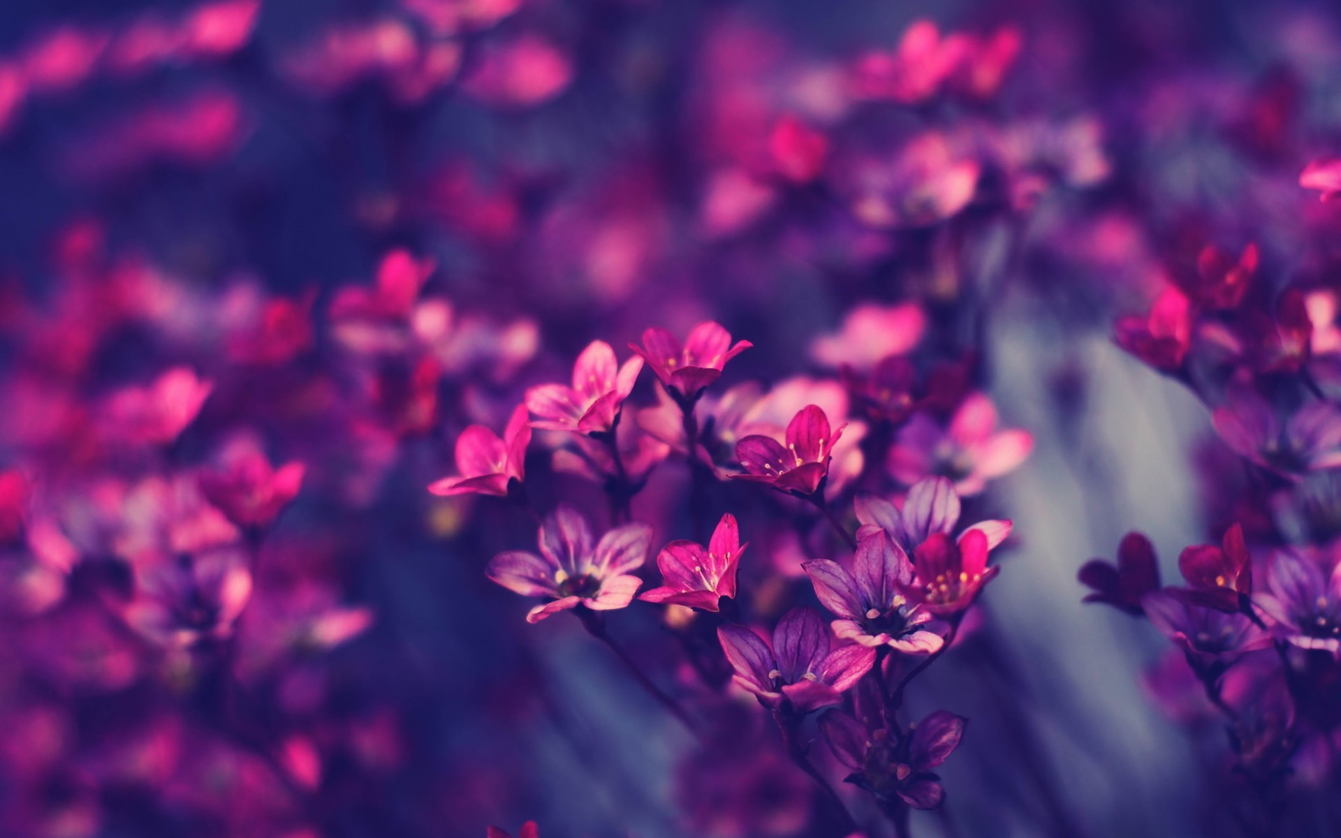Flower Background Tumblr Download Free Stunning Wallpapers For