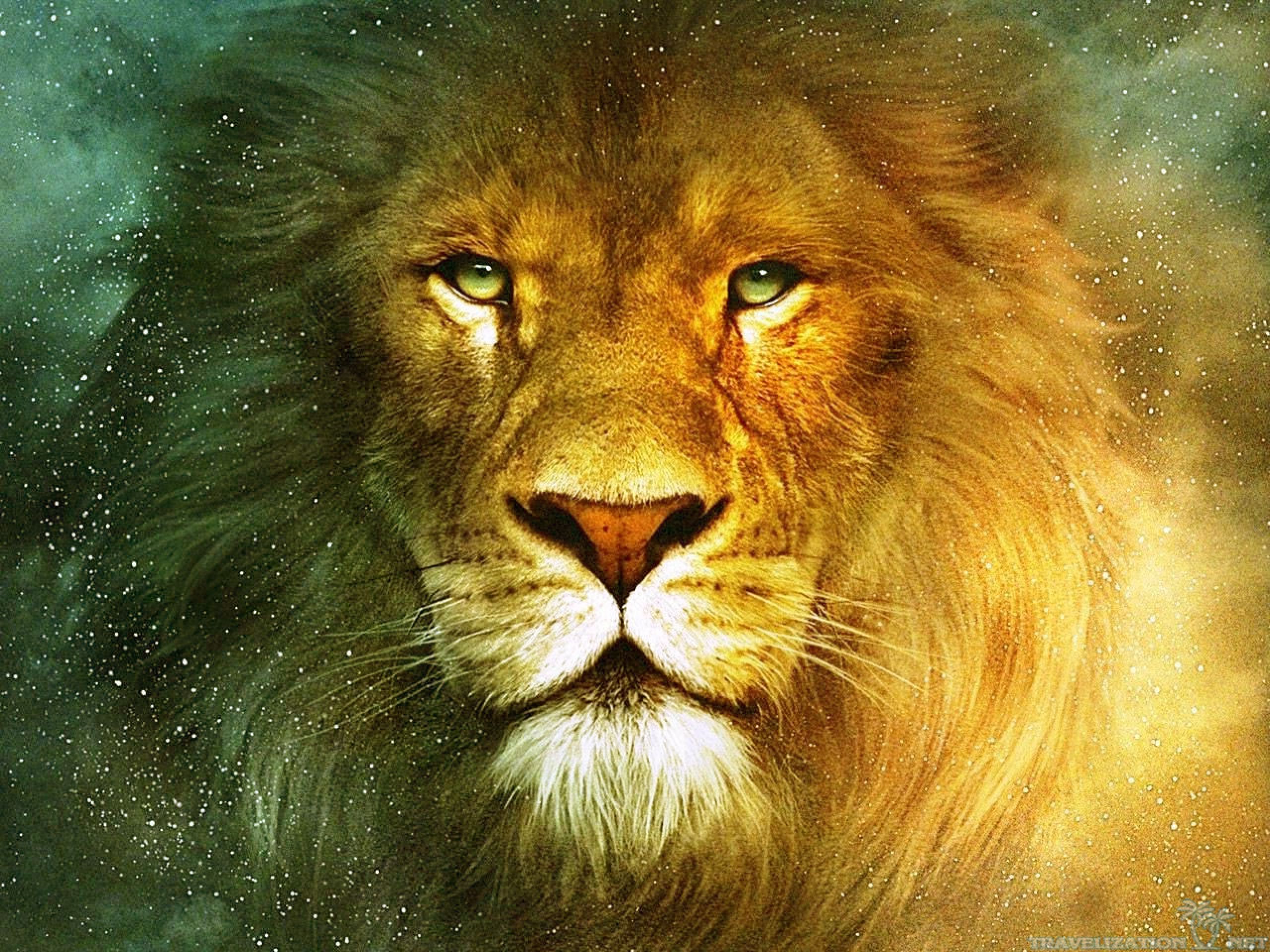 Lion Wallpapers Wallpapertag - 