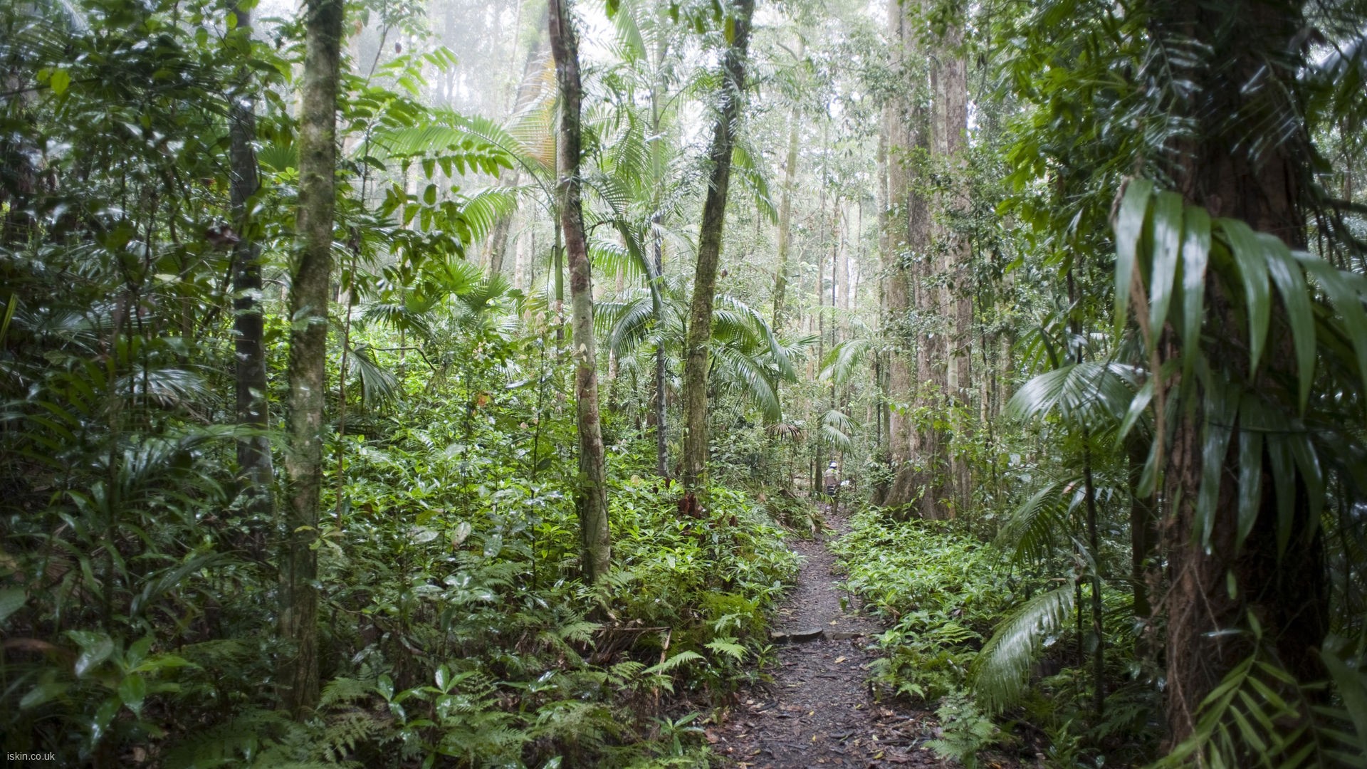 Rainforest Background Download Free Beautiful Full HD Backgrounds 