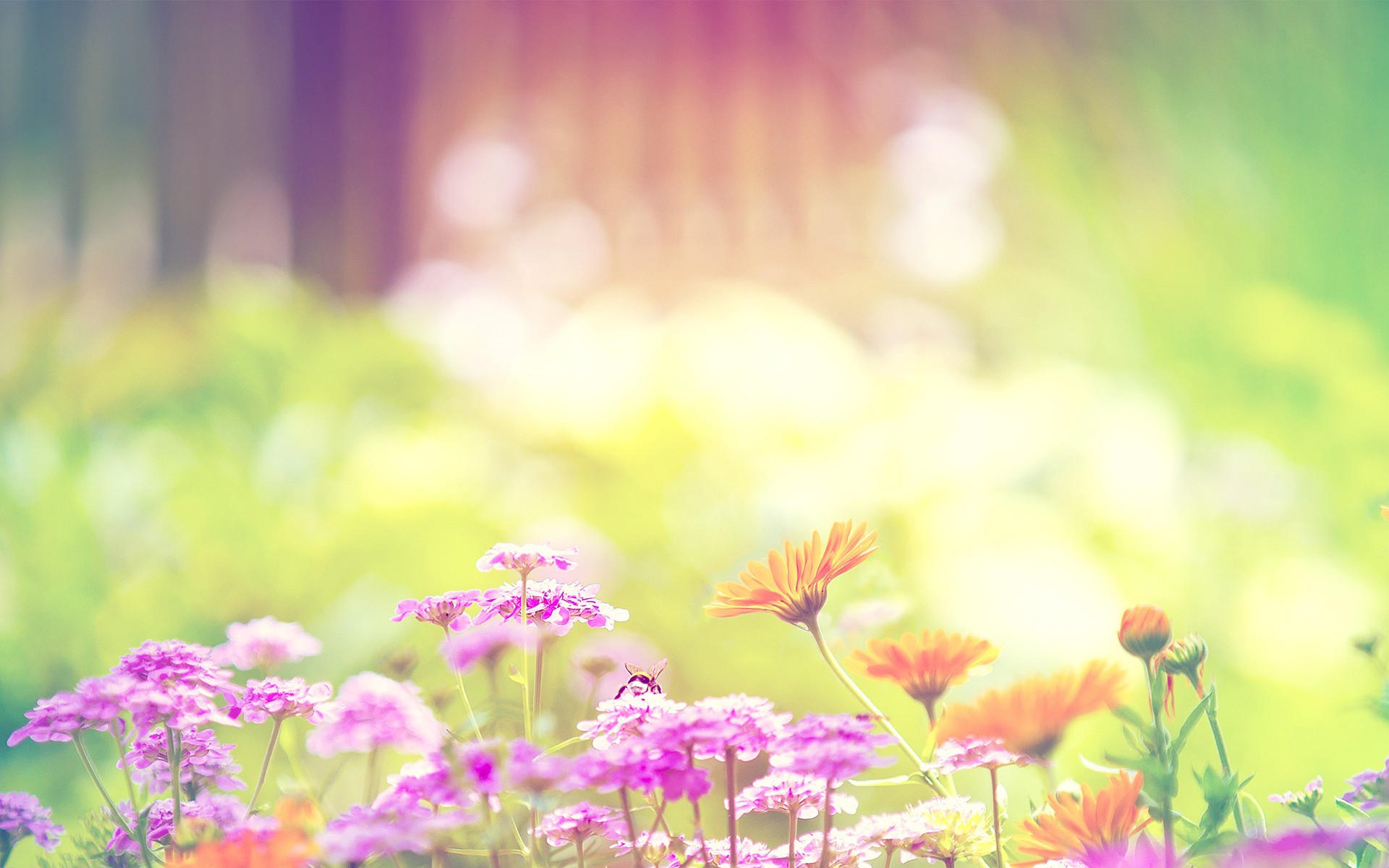 Flowers background ·① Download free full HD backgrounds for desktop