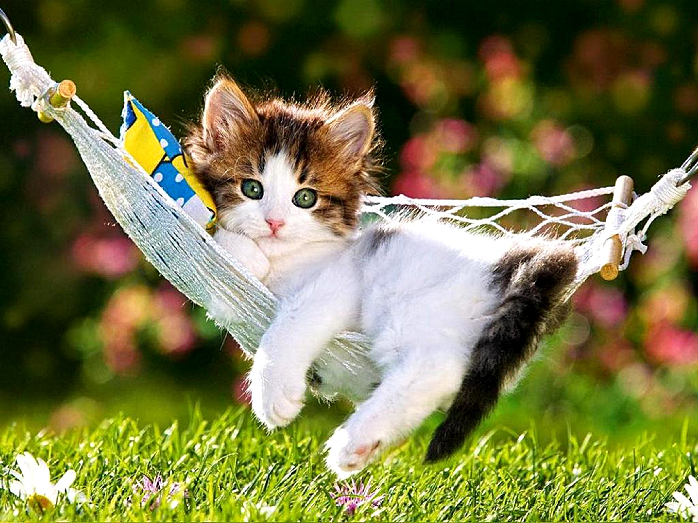 Cute Cat Wallpaper Download For Desktop Laptop Mobile Lovely