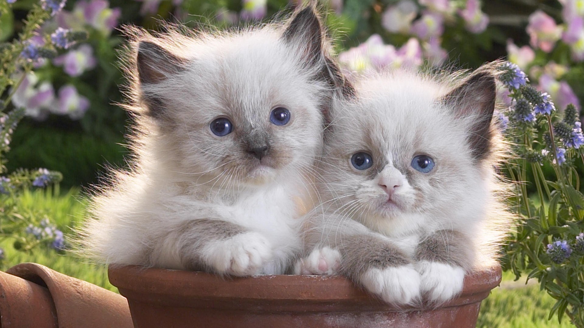 Free Cute Kitten Wallpaper Cute Kitten Background NRRBG
