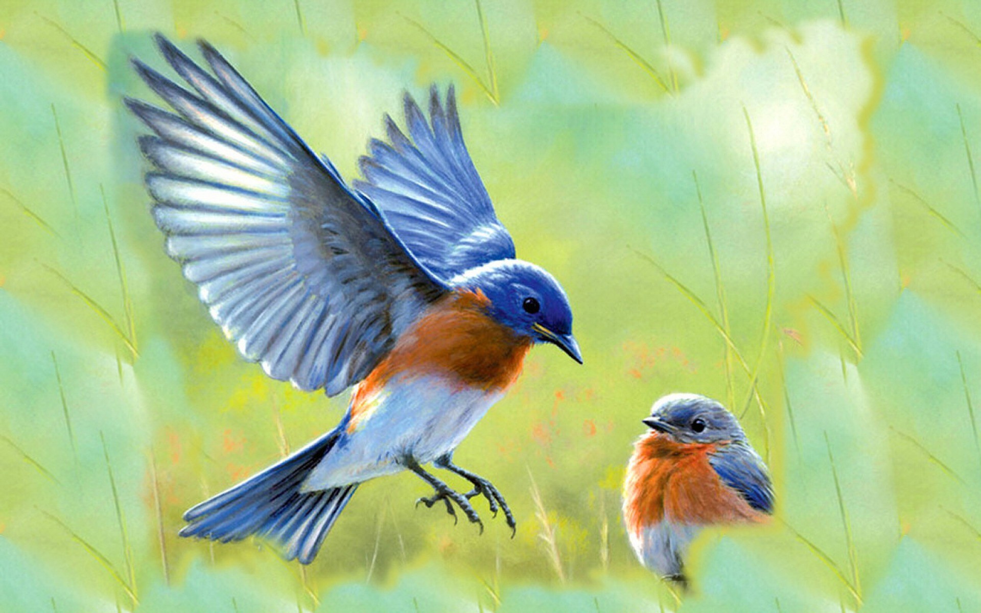 Blue Bird  Wallpaper    WallpaperTag