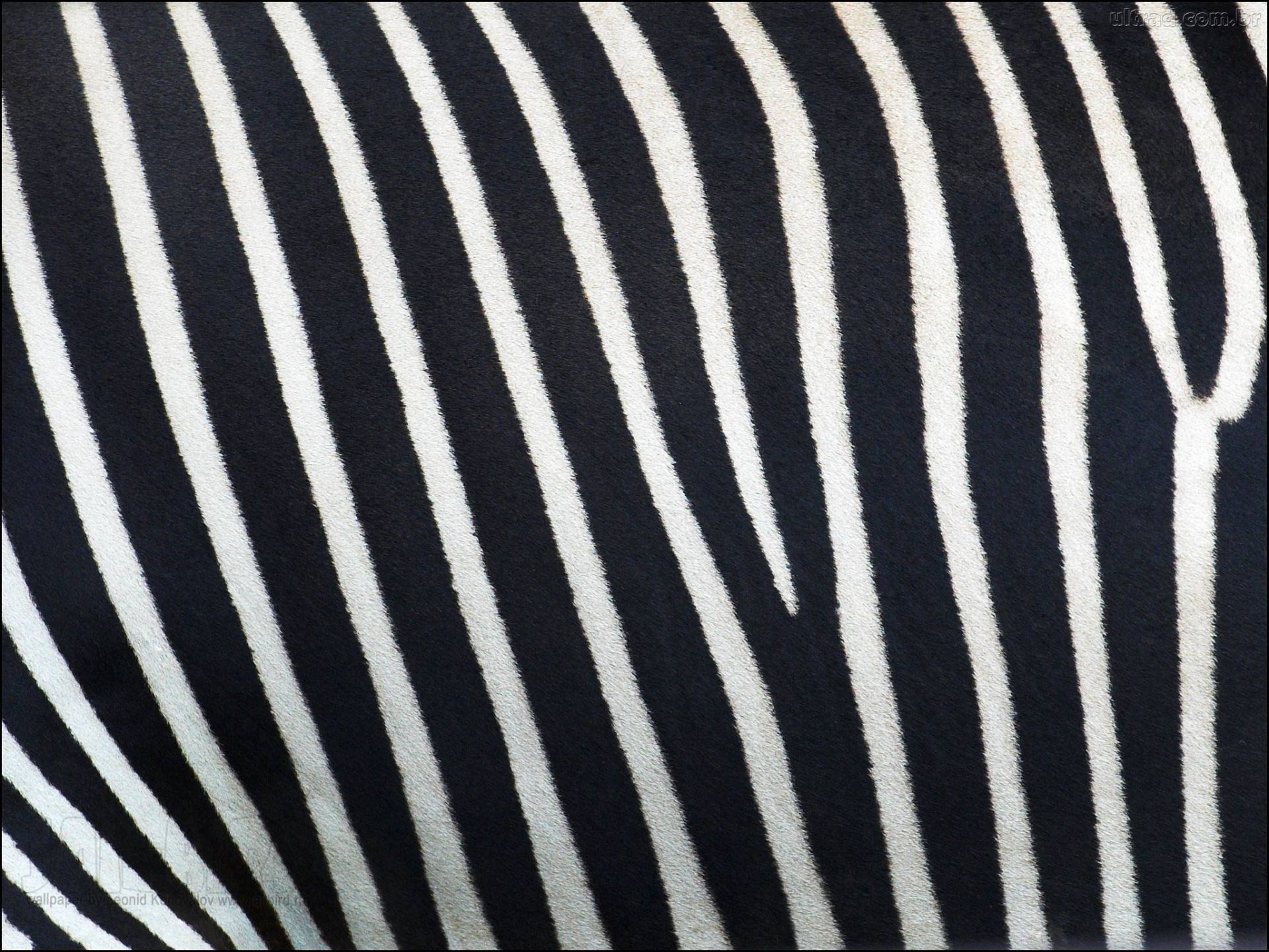 Compare striped ebony with zebra wood