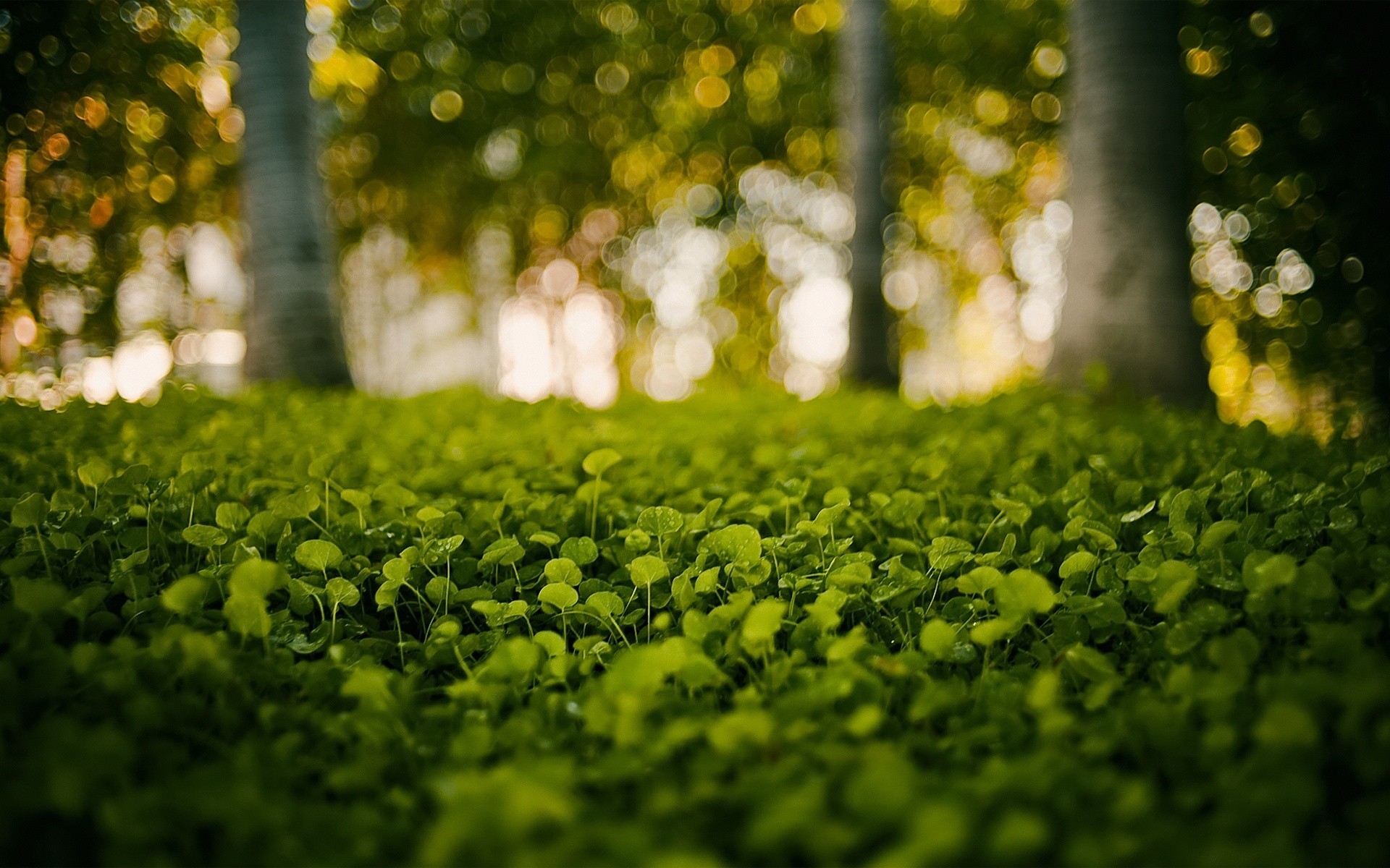 Clover field, Close-up, Bokeh, Forest floor, Woodland background, Full HD laptop wallpaper