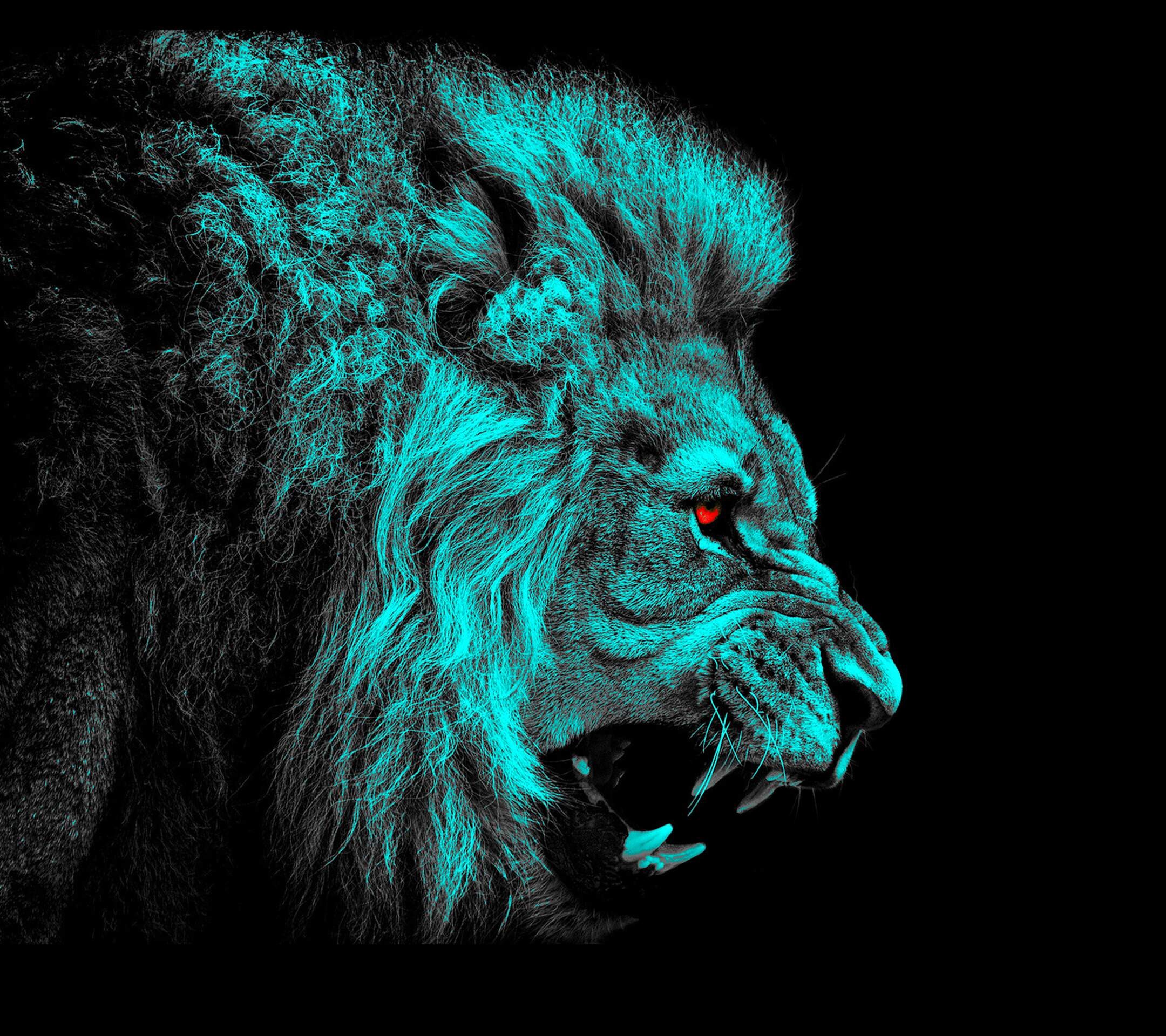  Lion  wallpaper    Download free beautiful full HD  