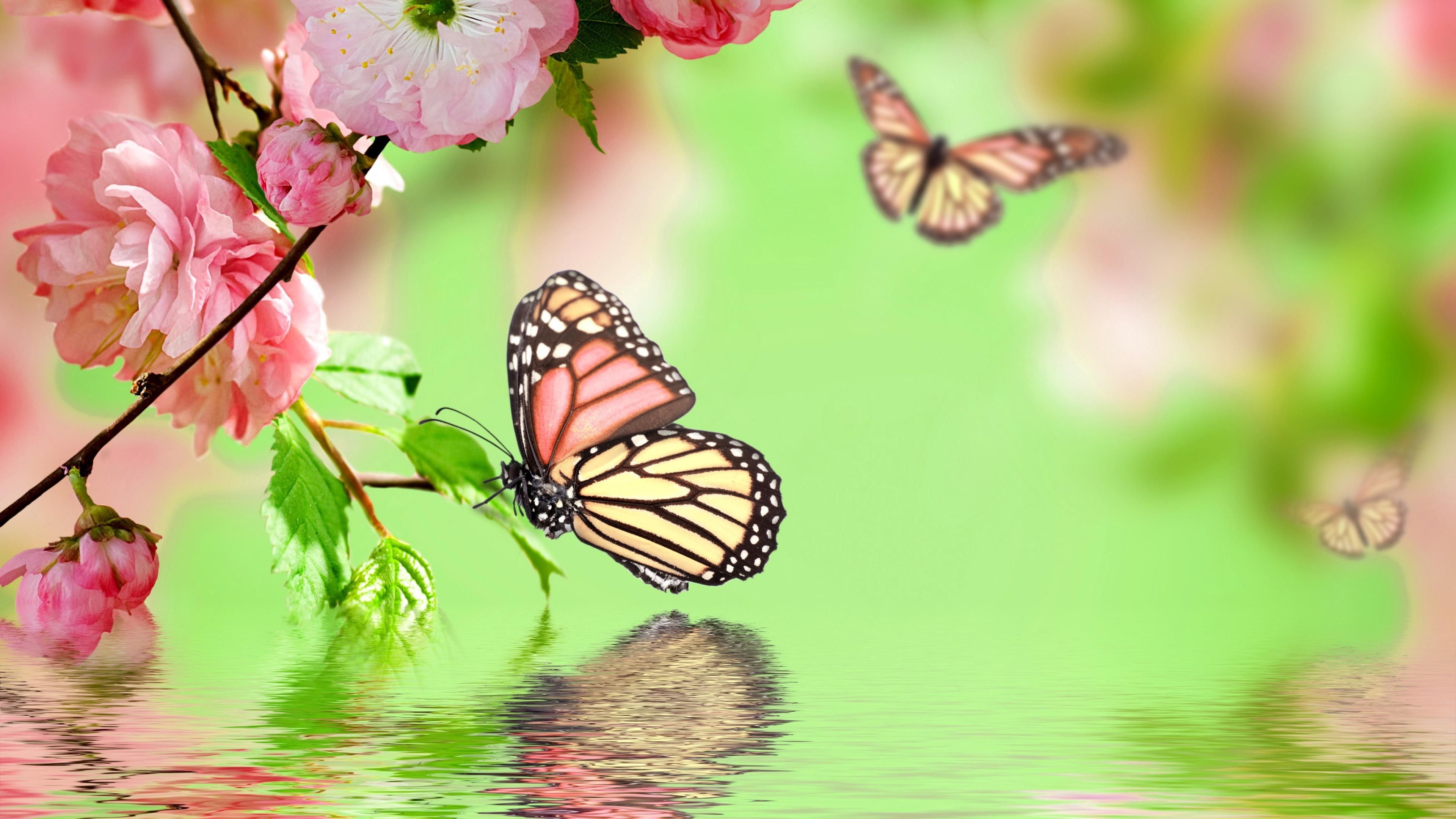 Featured image of post Cute Monarch Butterfly Wallpaper