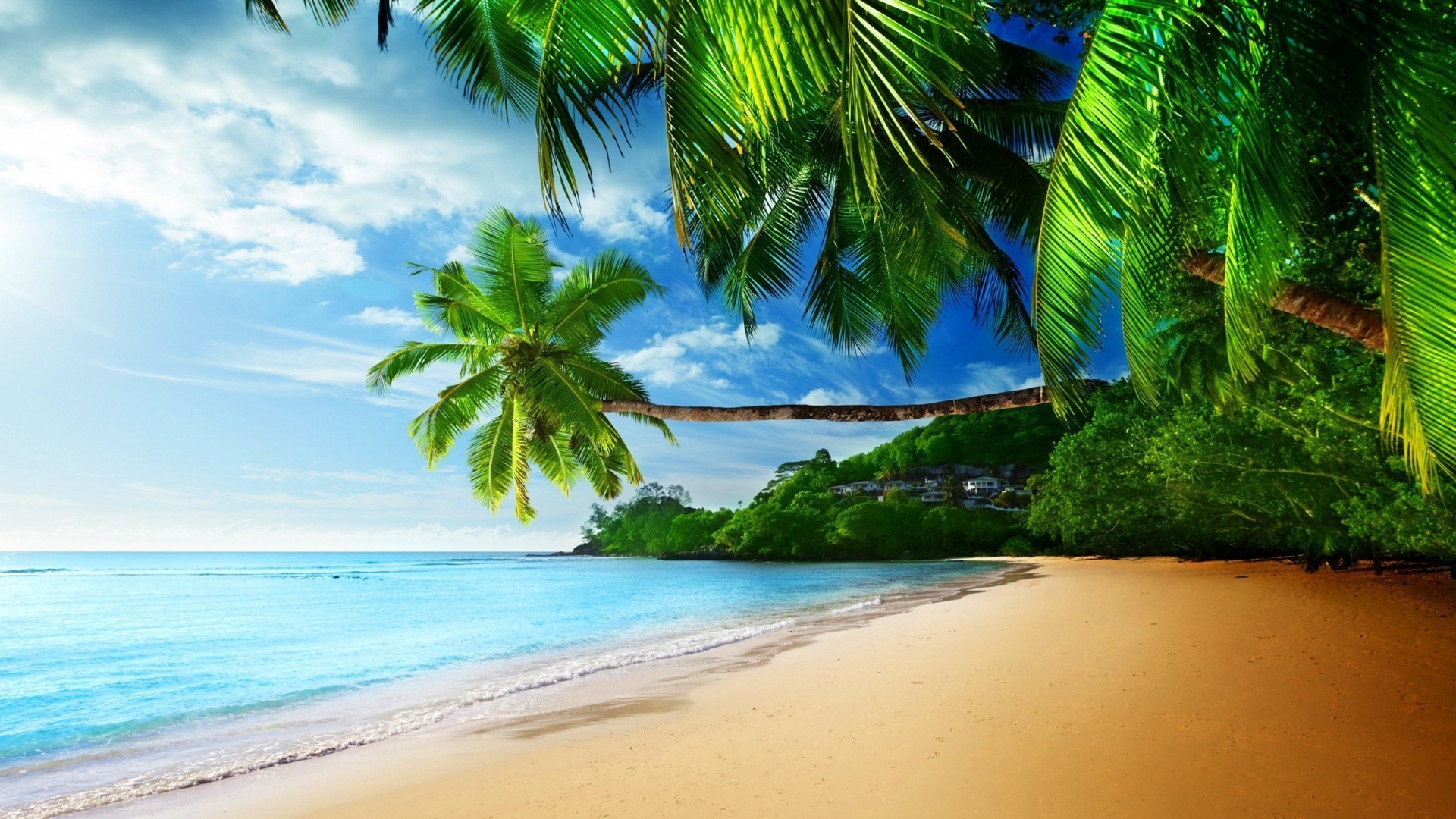 tropical live desktop wallpaper