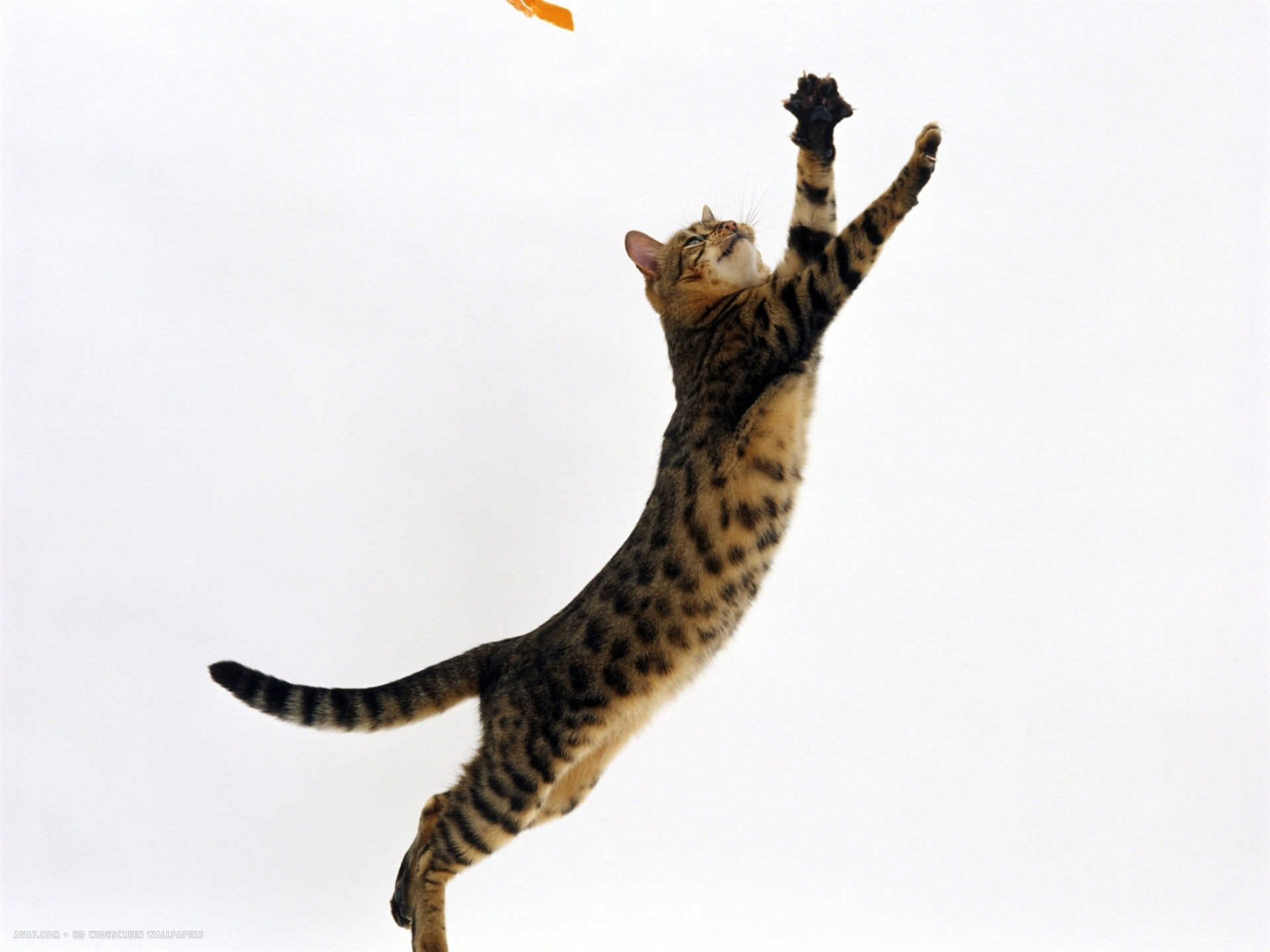 Бенгальский кот в прыжке