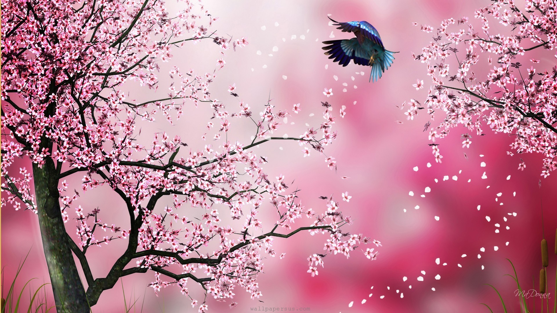 Sakura Flower Wallpaper ·① WallpaperTag