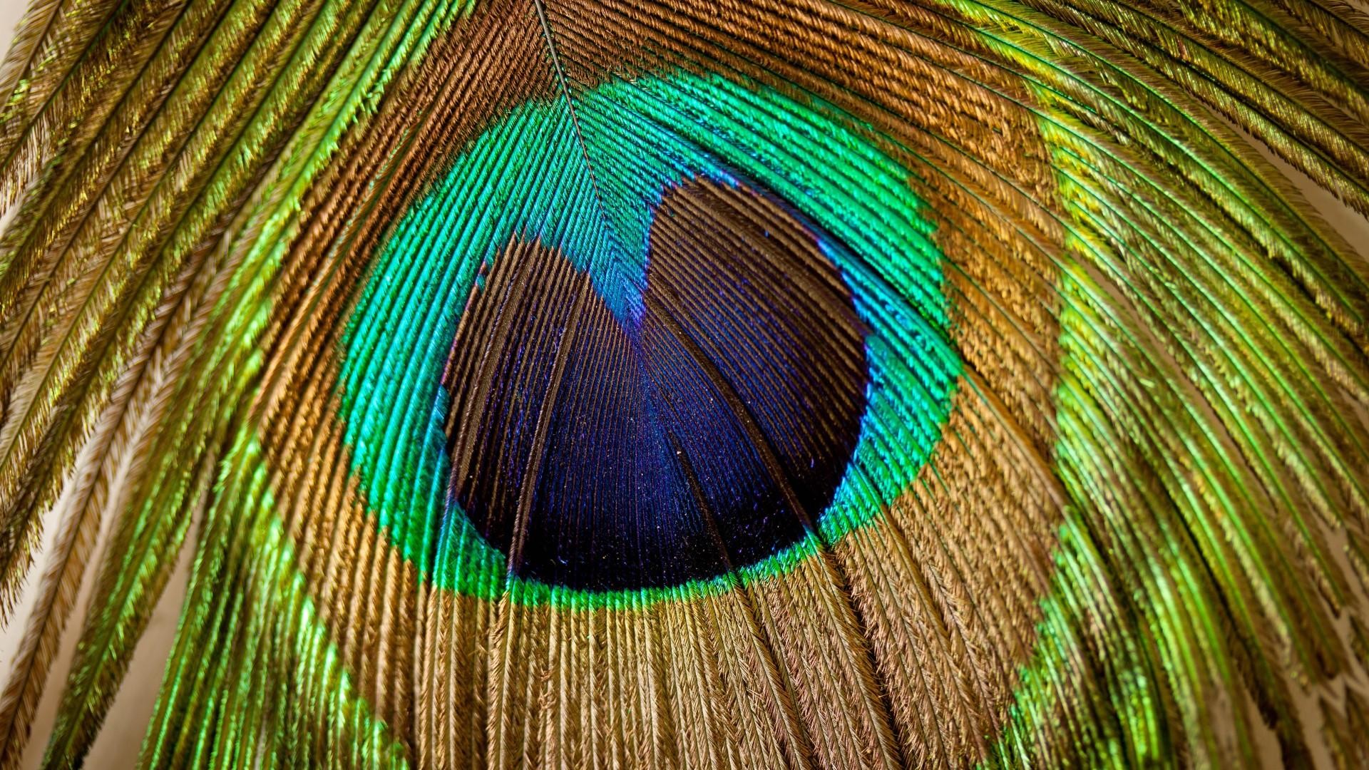 Wallpapers of Peacock Feathers HD 2018 ·① WallpaperTag