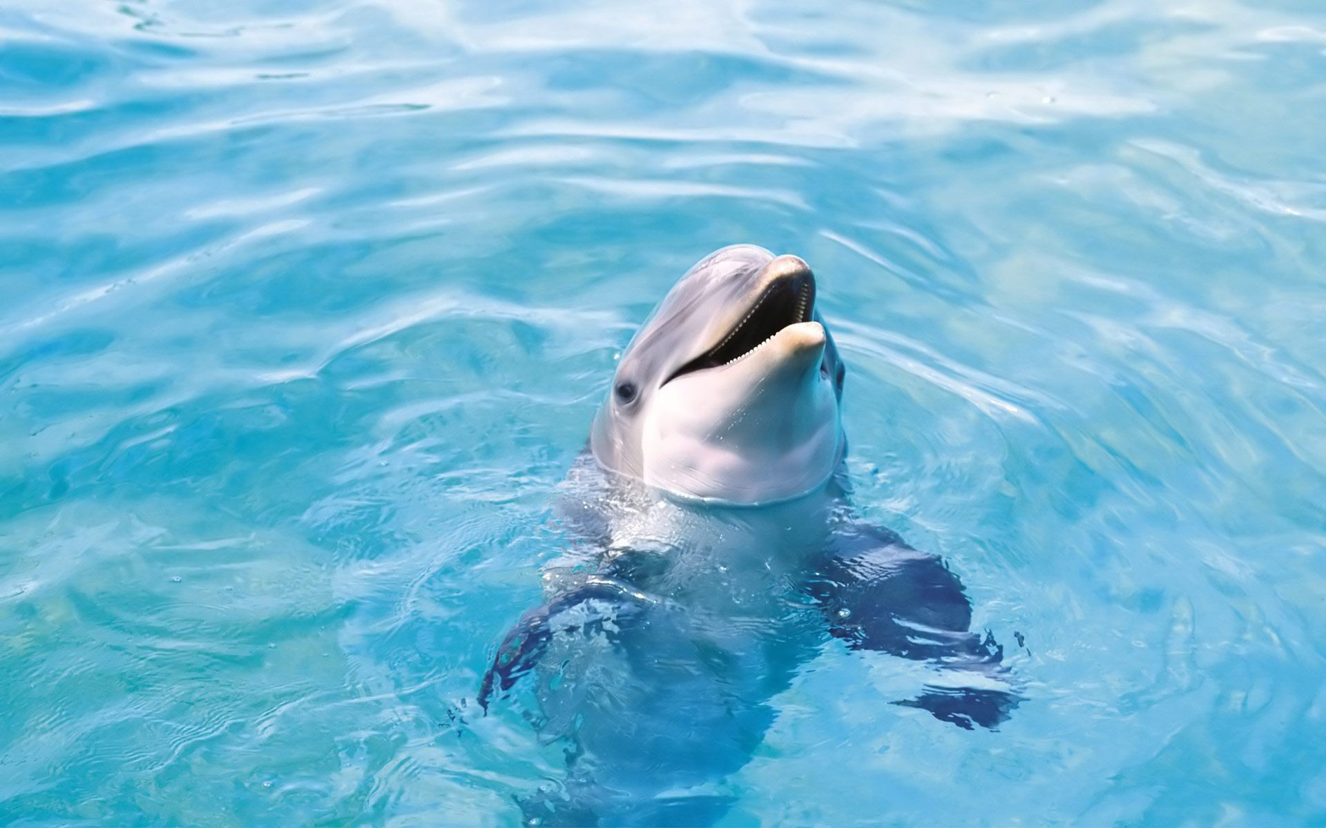 Bottlenose dolphin, Smiling, Pool, 1920x1200, PC wallpaper