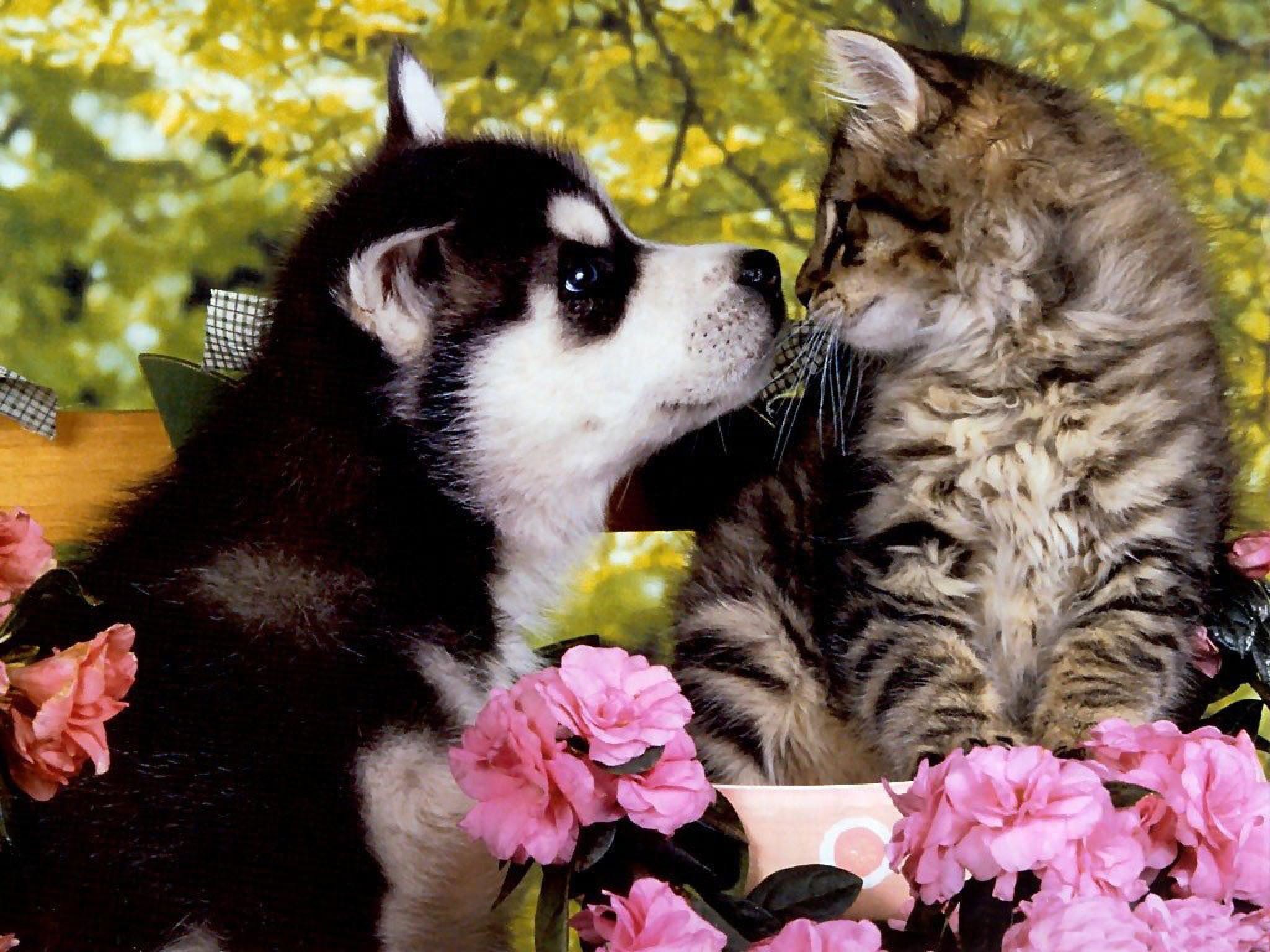 Котенка лайка сиреноголовый. Собачки и кошечки. Щенок и котенок. Любовь животных. Кошка с цветами.