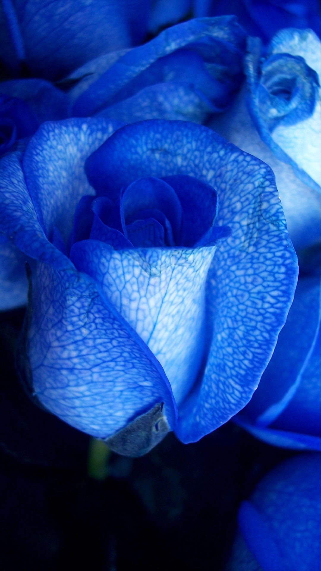 Blue Rose Wallpaper ·① WallpaperTag