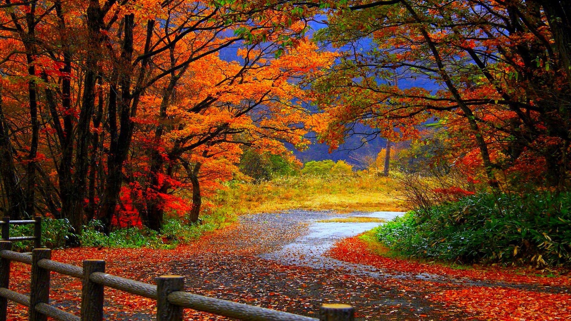 Fall Foliage Wallpaper for Desktop ·① WallpaperTag