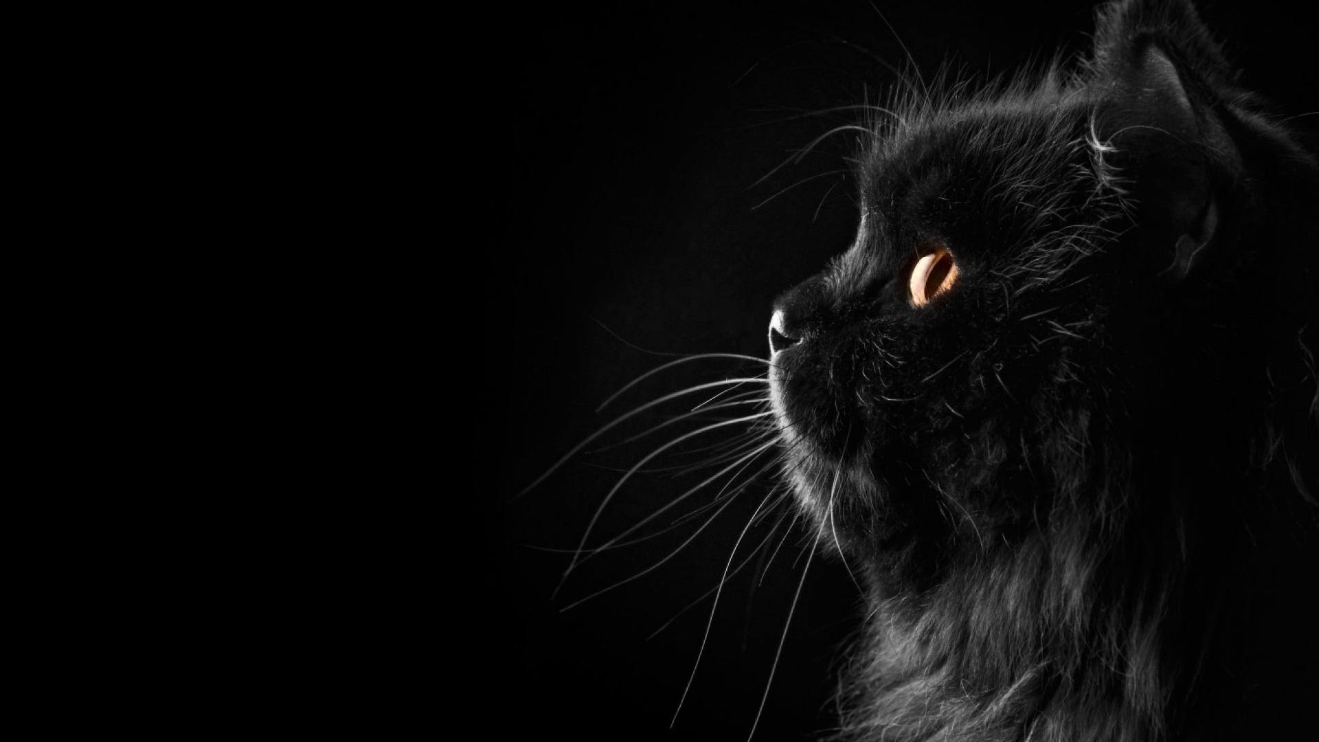 Wallpaper Black Cat ·① WallpaperTag