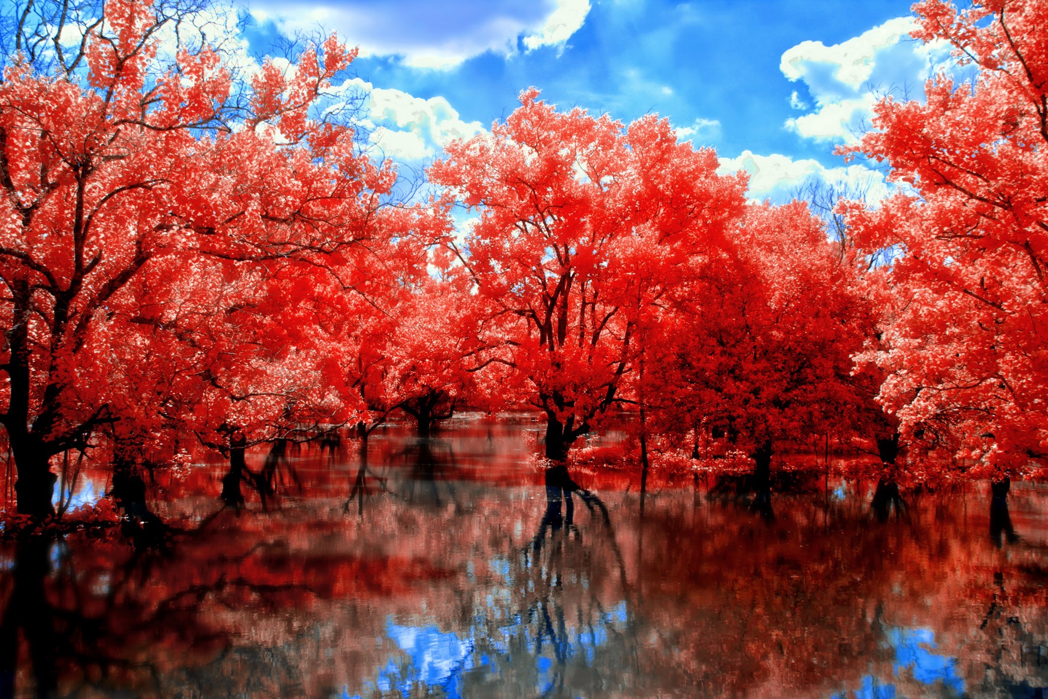 Красивое красное дерево. Красная осень. Природа. Красное дерево. Красная природа.