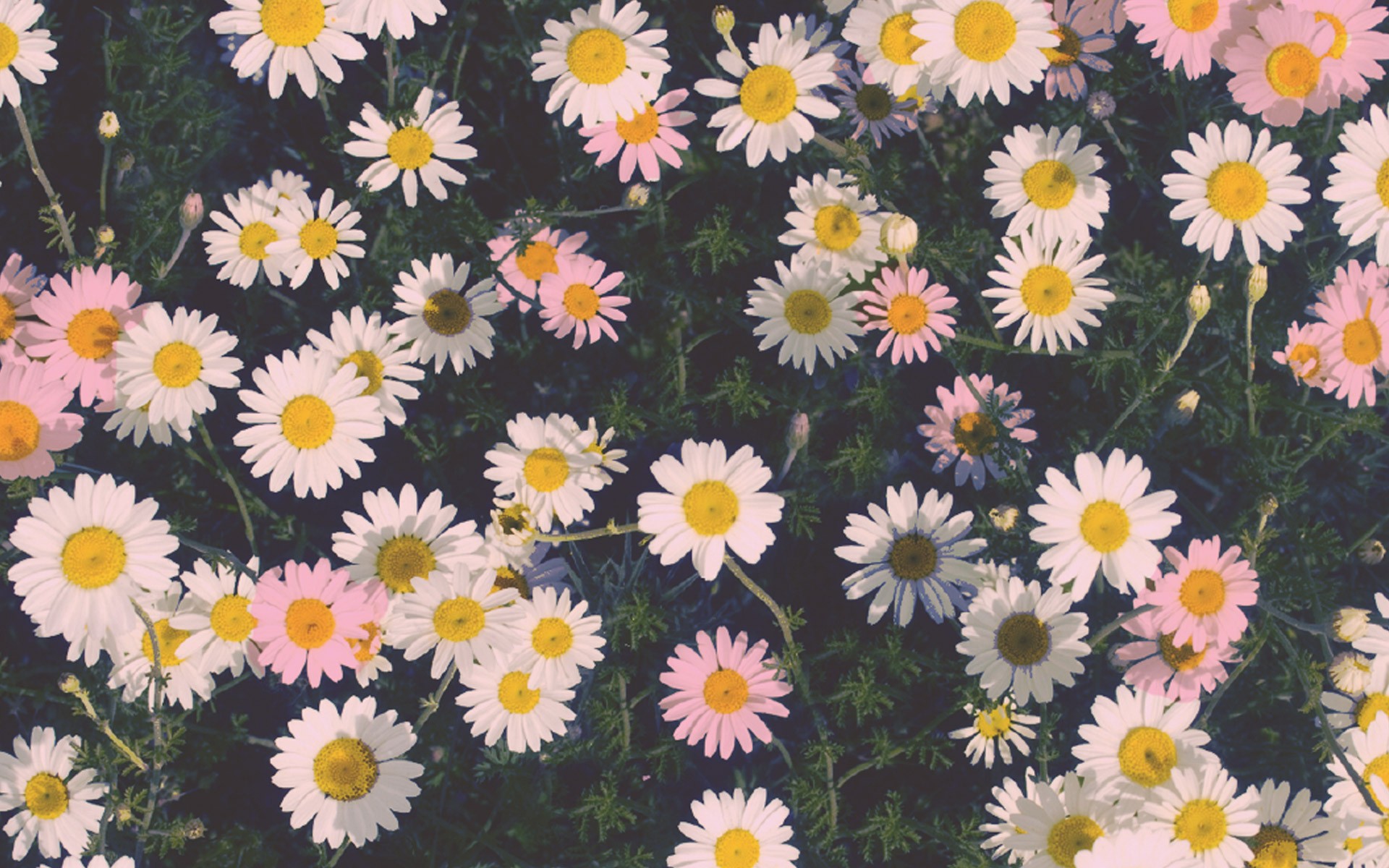 Tumblr Daisy Desktop Wallpaper