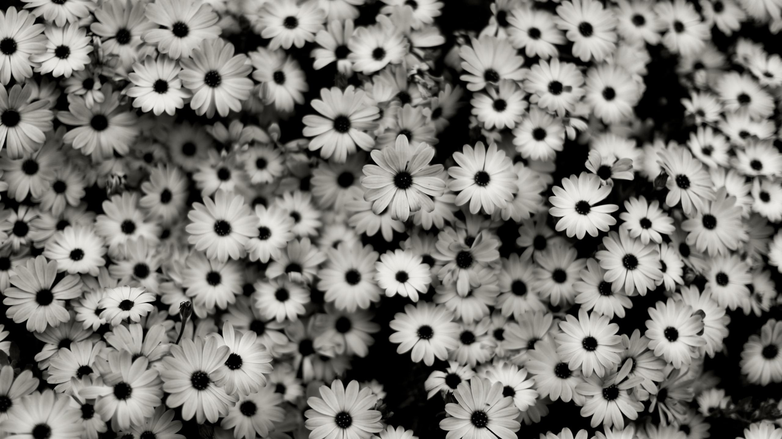 HD Black and White Floral Wallpapers and Photos | HD ...
