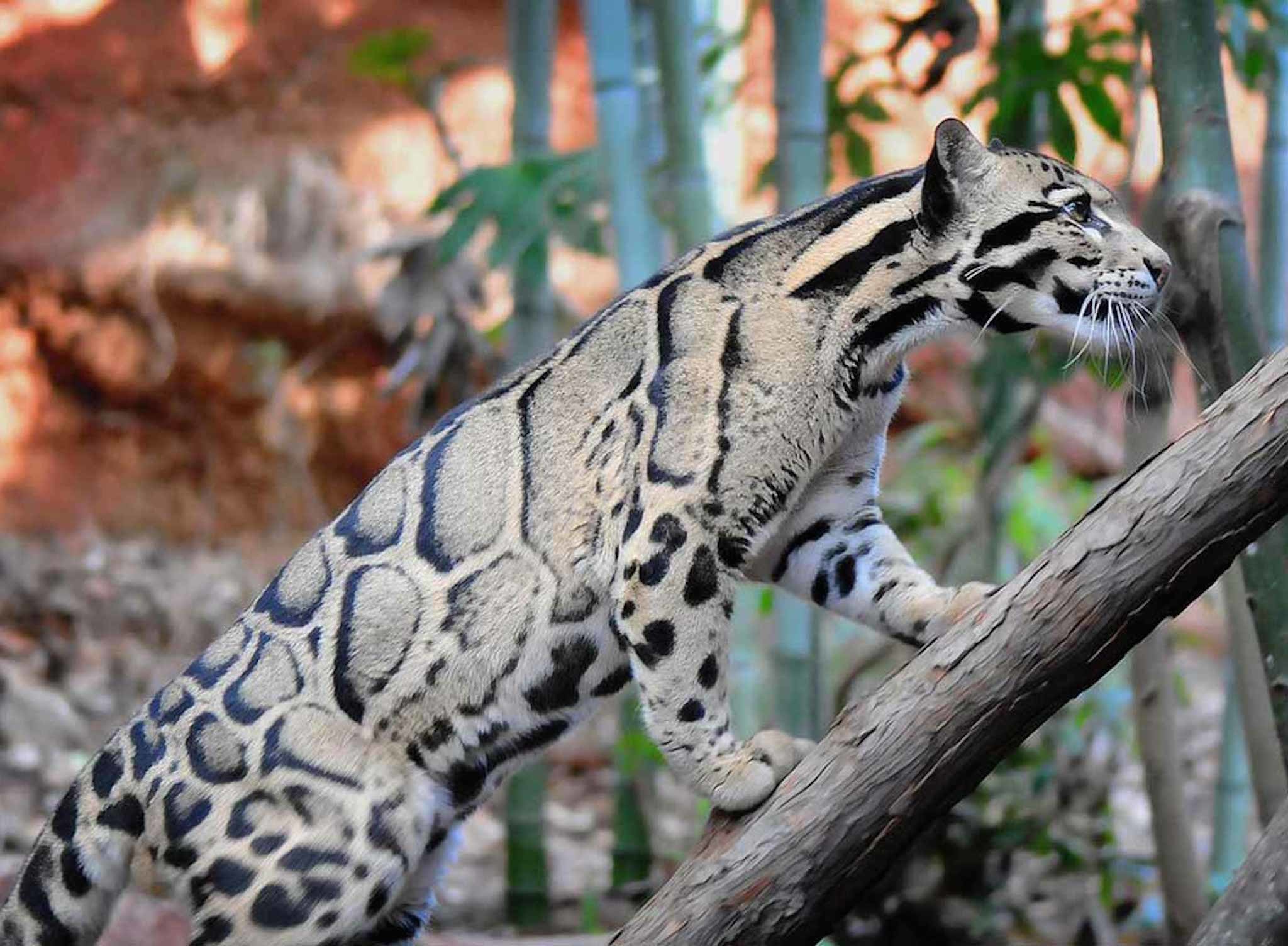 Самые редкие звери. Дымчатый леопард. Дымчатый леопард меланист. Борнео дымчатый леопард. Белый дымчатый леопард.