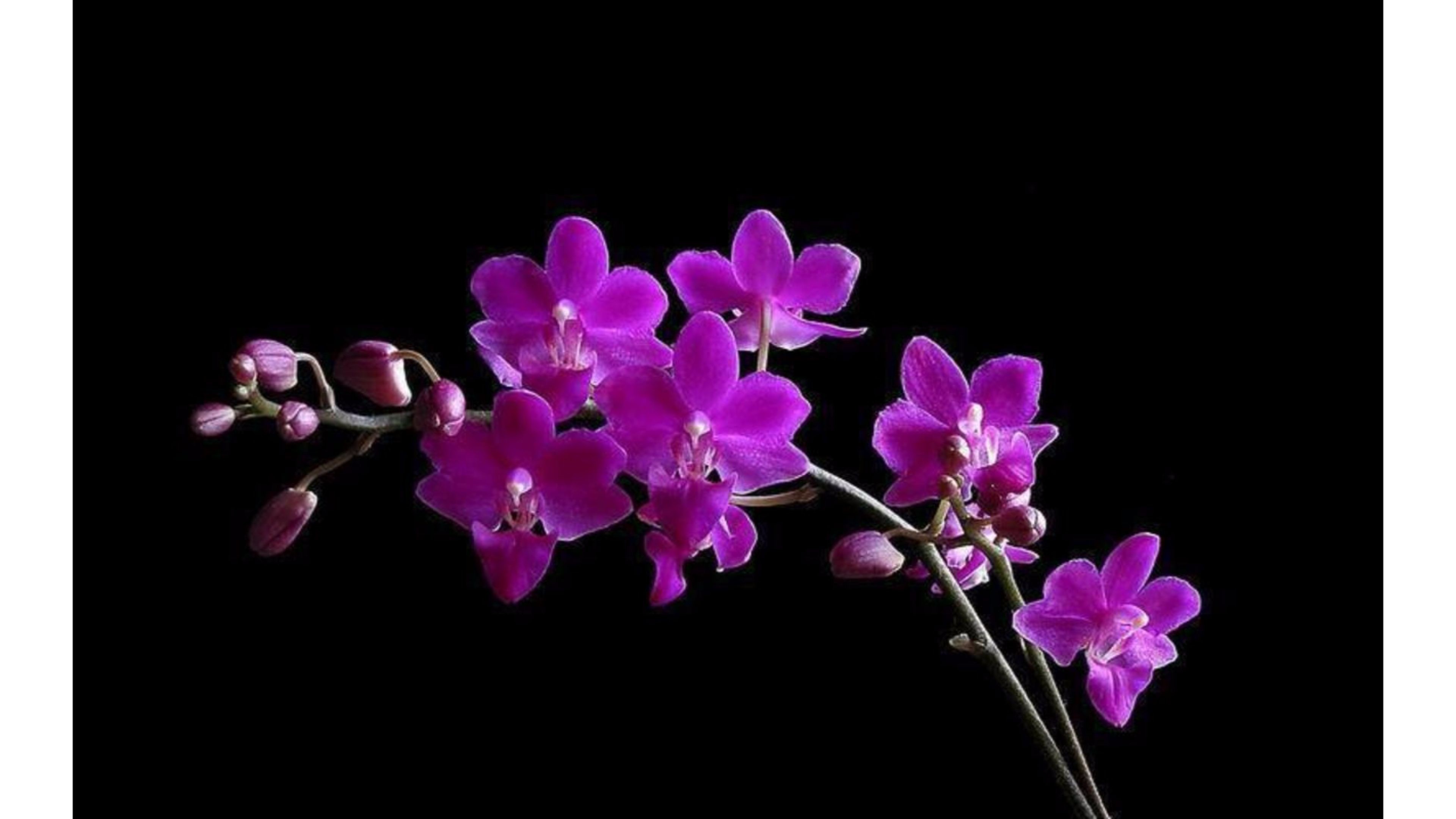 Purple Orchid Wallpaper ·① WallpaperTag