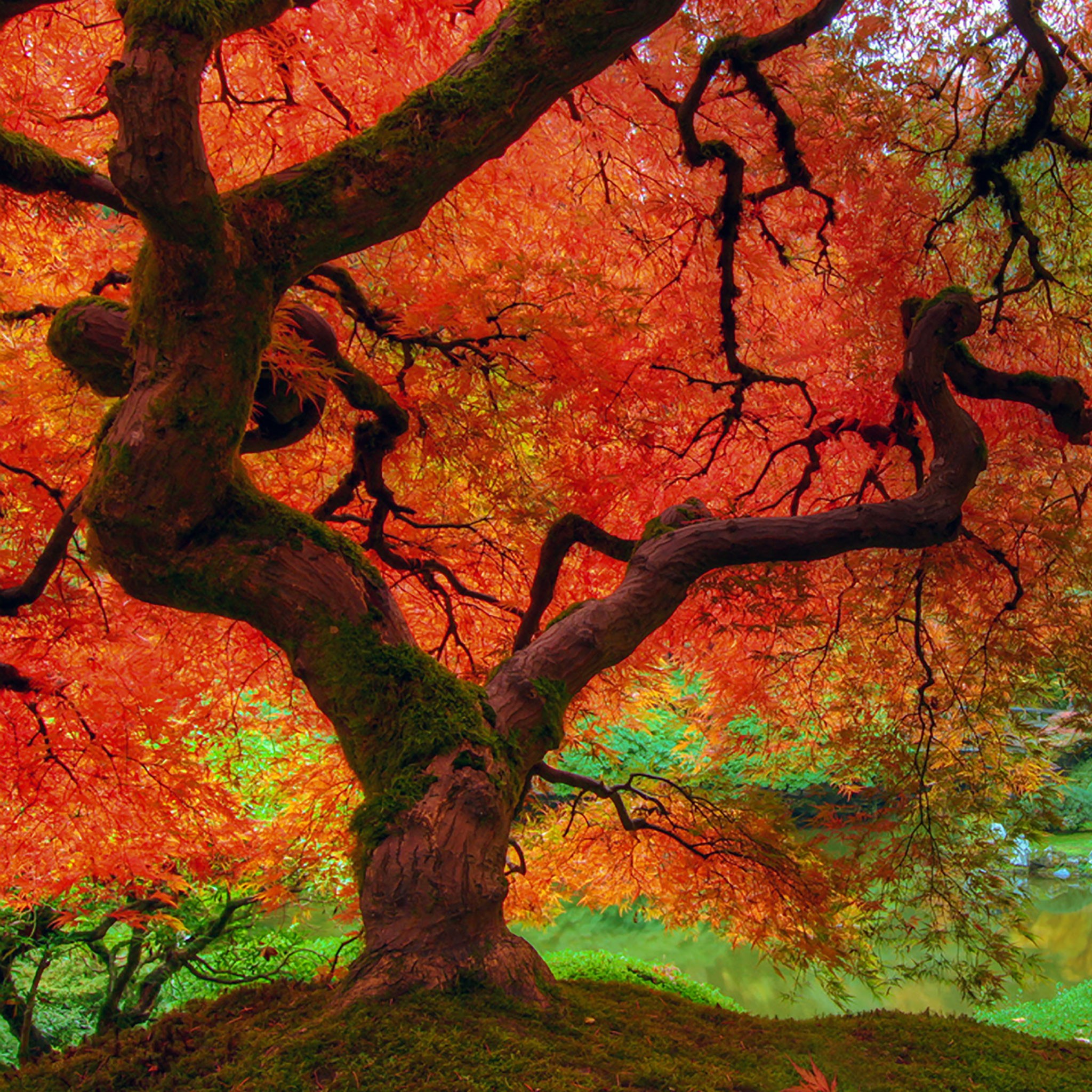 Fall scenes. Осенние обои. Обои для Айпада осень. Осень вертикальные картинки. Фото осень вертикальная высокое разрешение.