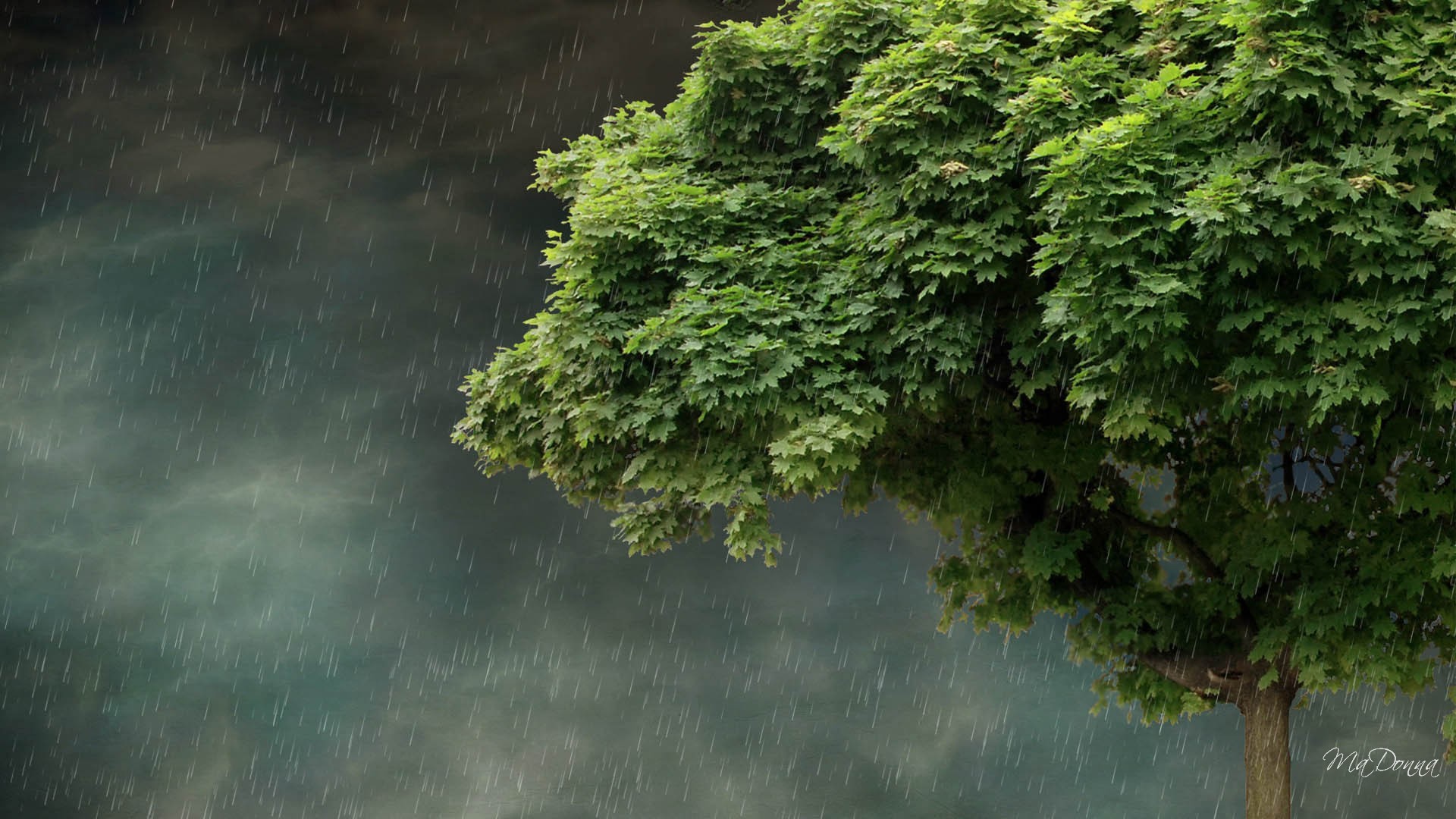 Nature Rain Wallpaper ·① WallpaperTag