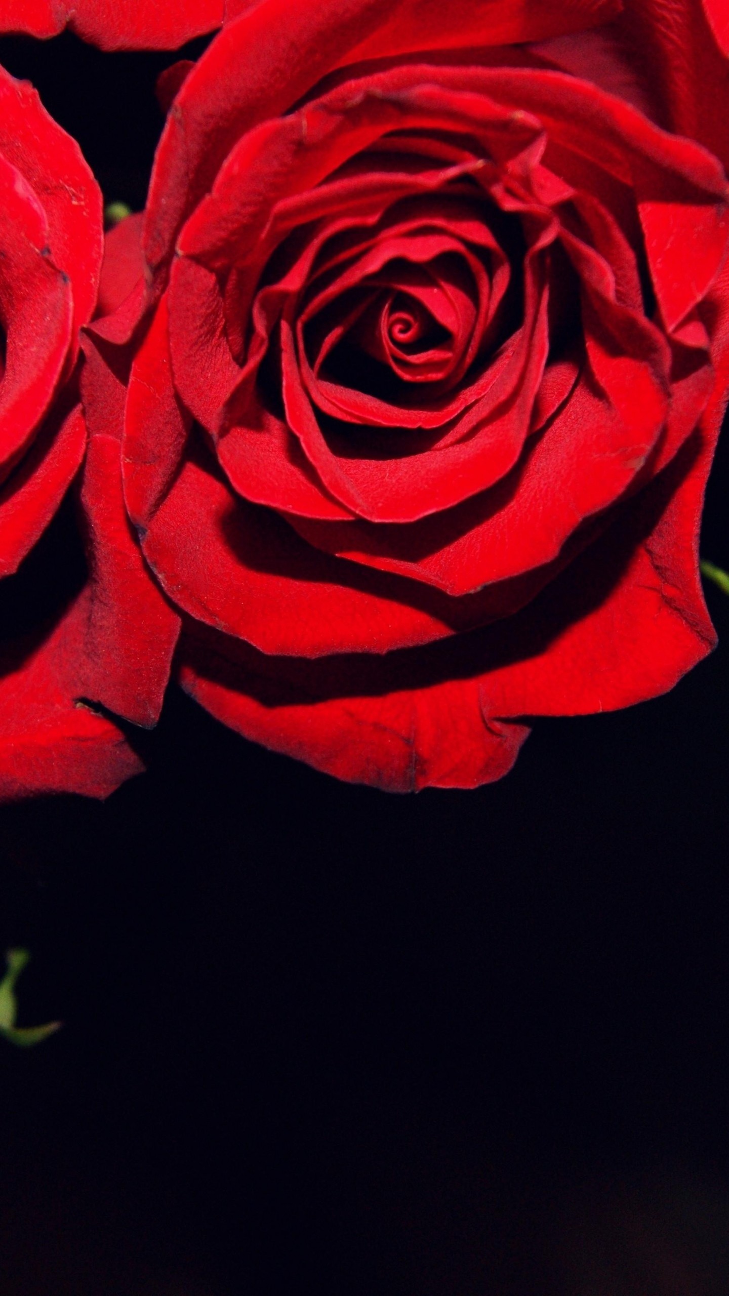 Red Roses on Black Background ·① WallpaperTag