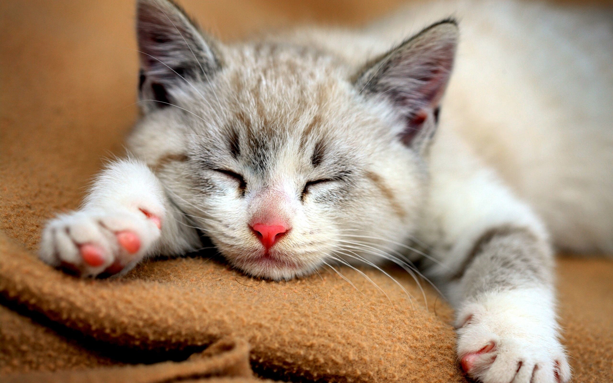 baby kitten wallpaper 2560x1600 foto lucu bikin ngakak funny picture