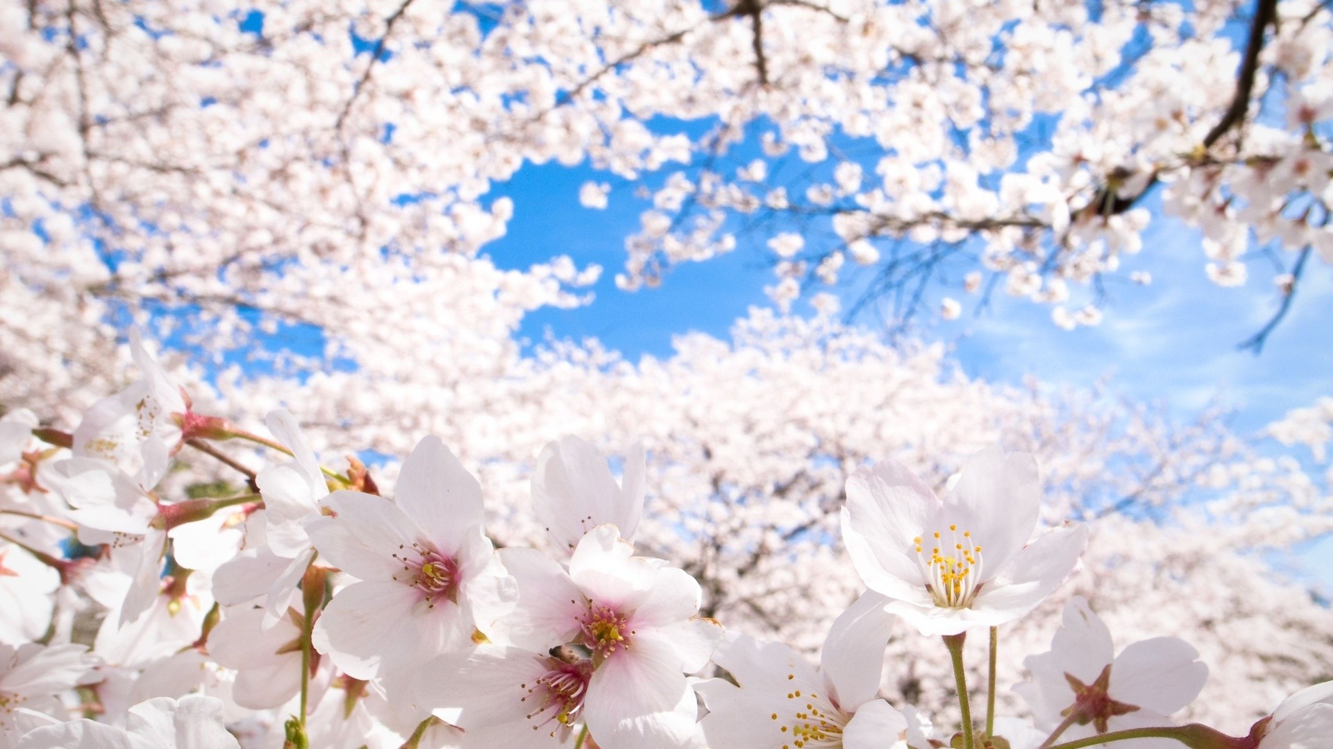 Sakura Flower Wallpaper ①