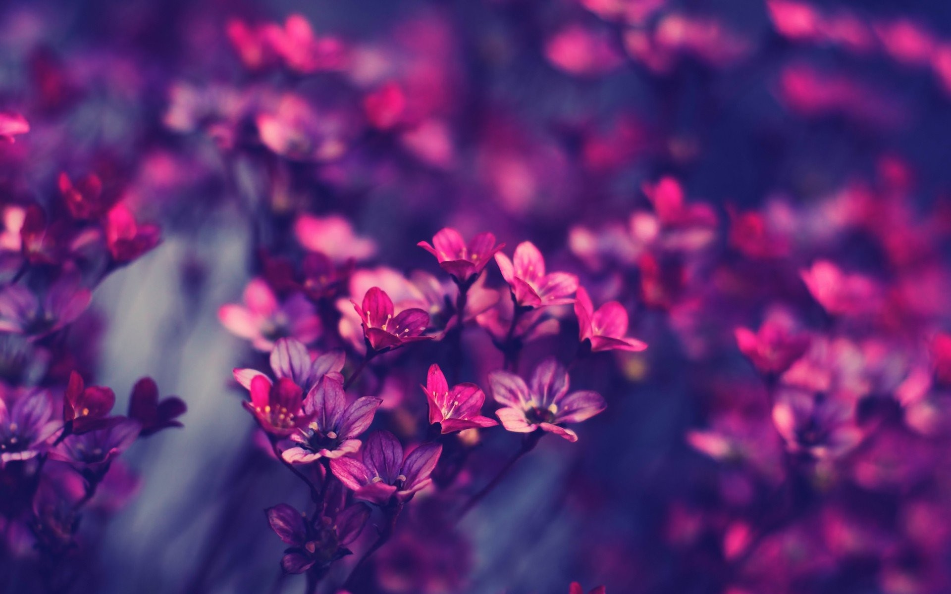 colorful flowers on Tumblr