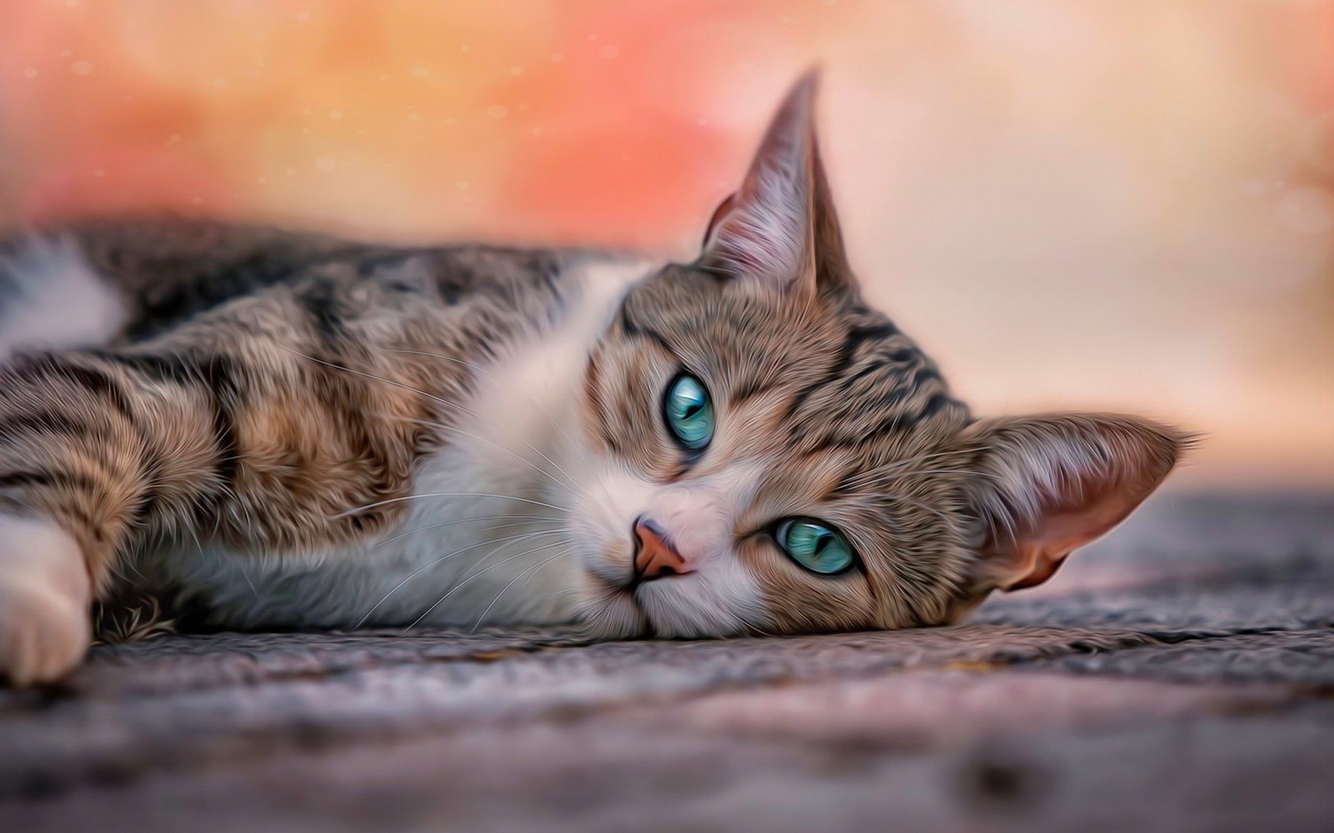 free cats Free cat wallpapers for desktop