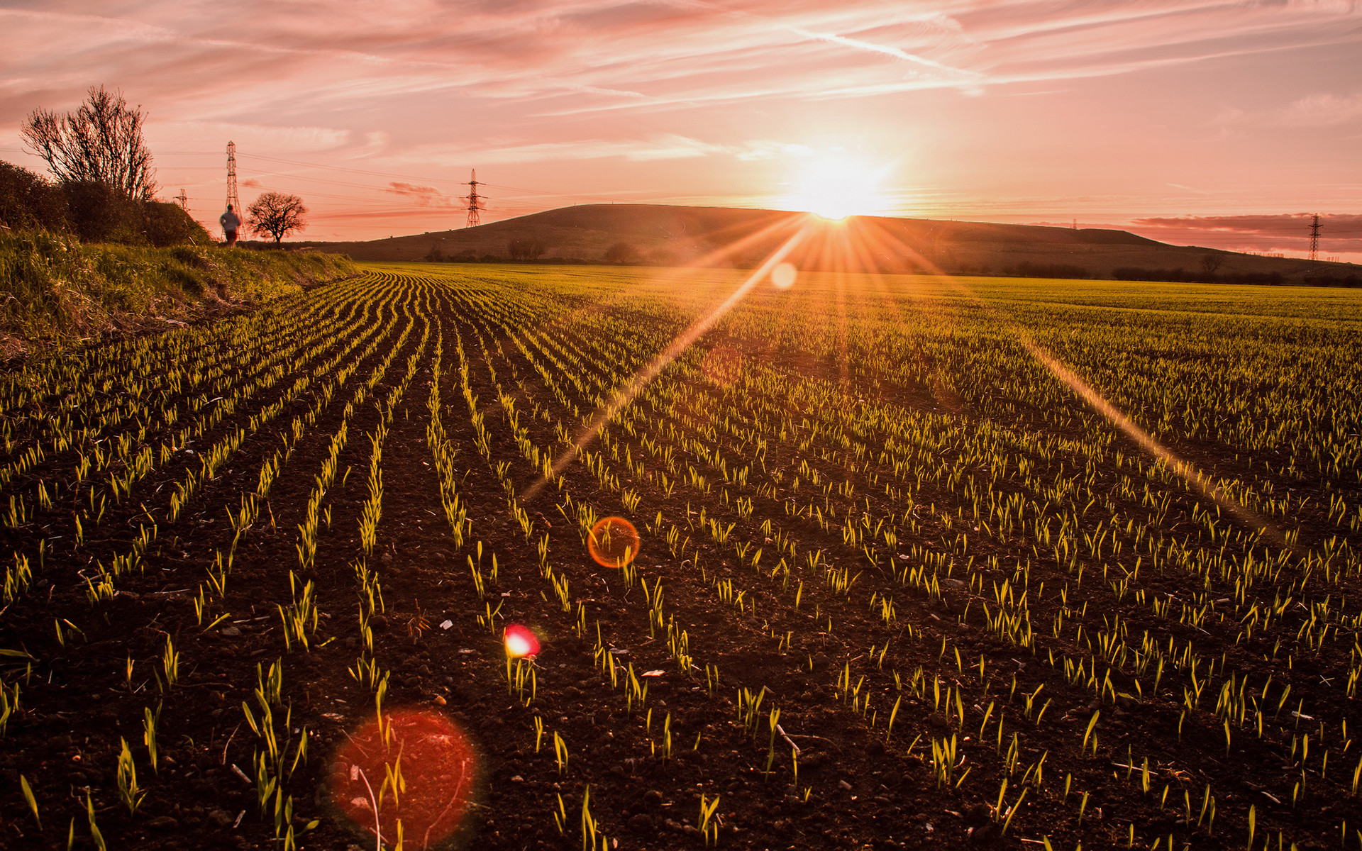 Crop effect. Поле урожай. Жатва на поле. Поле без урожая. Хороший урожай на поле.