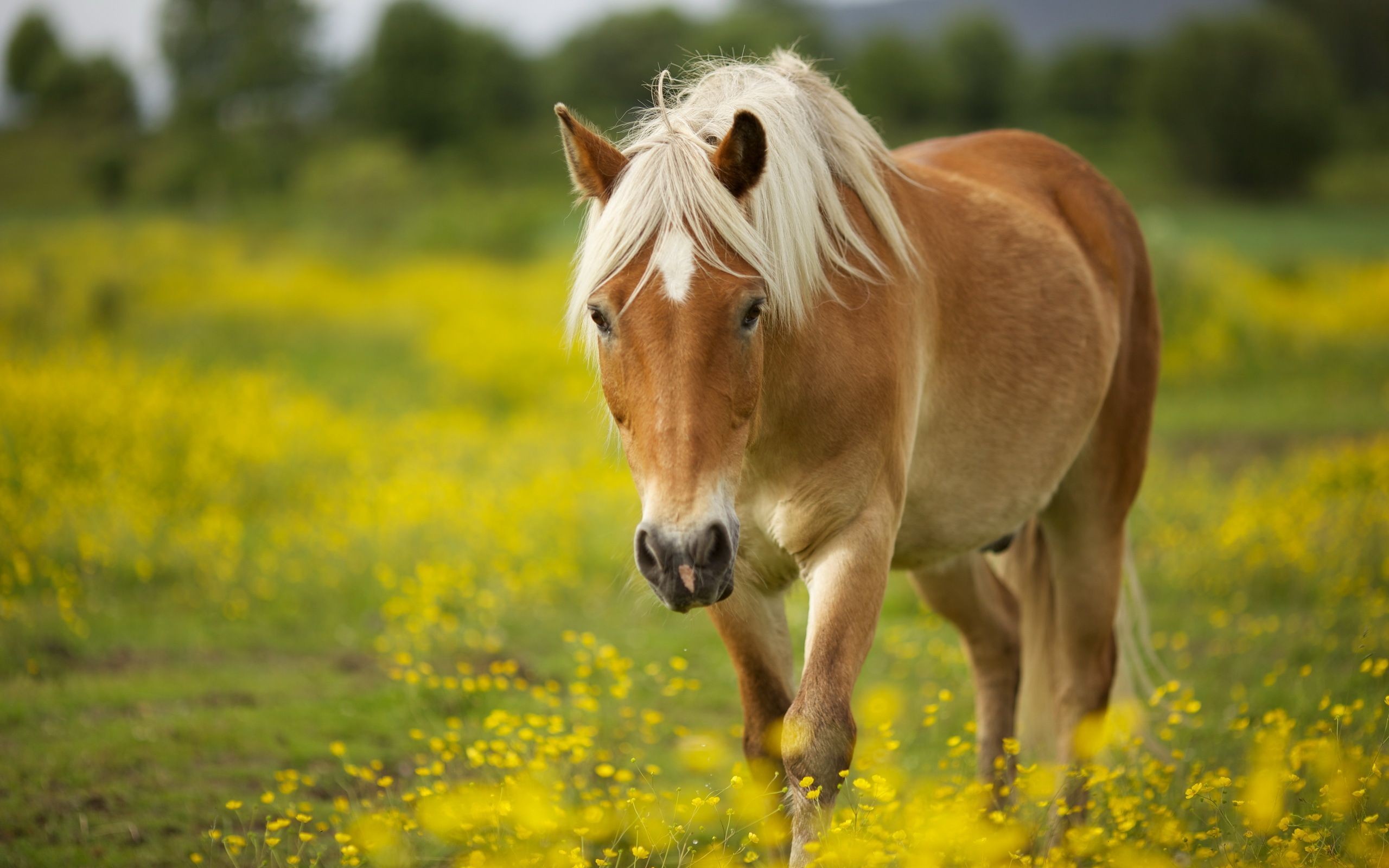 Horse Wallpaper ① Download Free Stunning Wallpapers For Desktop