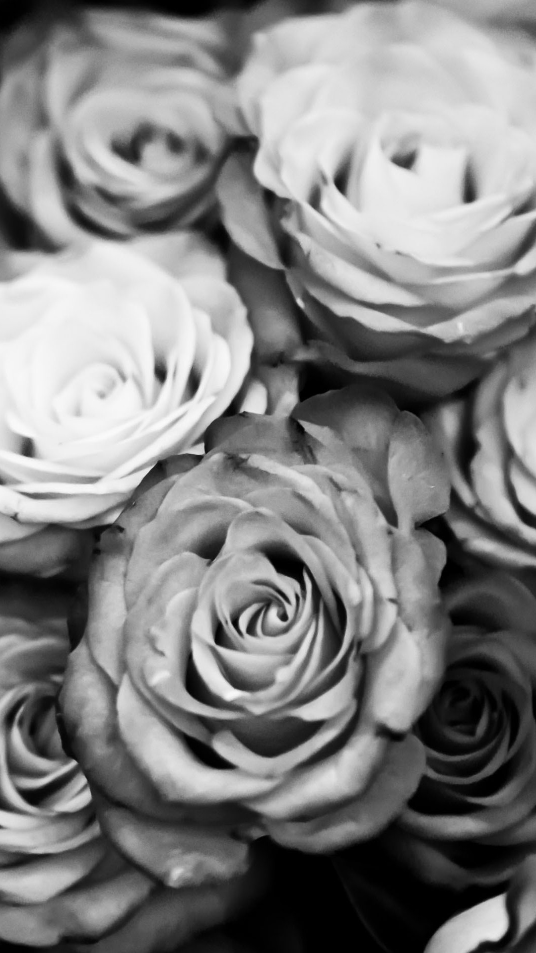 Black and White Rose Wallpaper ·① WallpaperTag