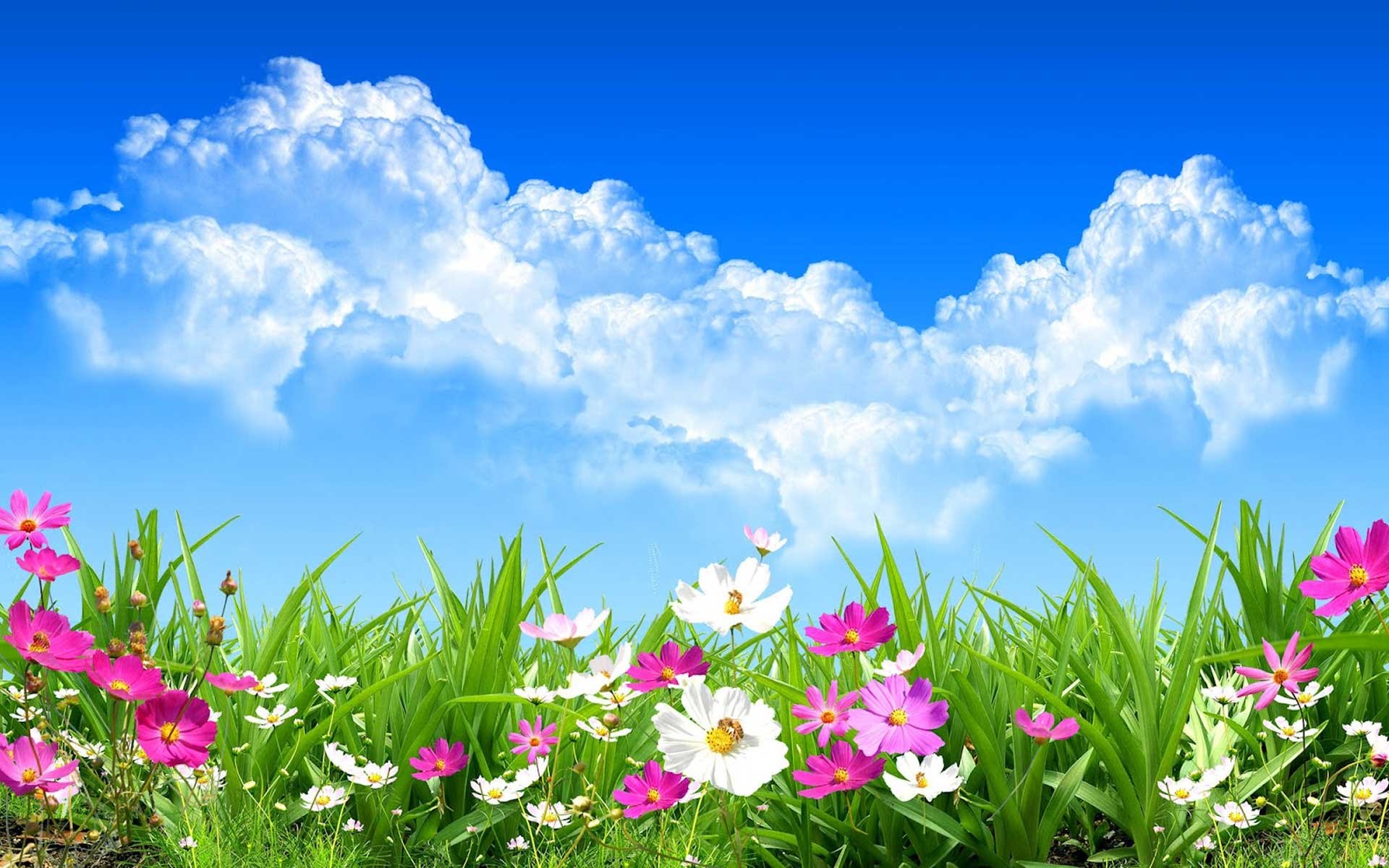 Spring meadow, Cosmos flowers, Blue sky, Clouds, 1920x1200, MacBook Pro wallpaper