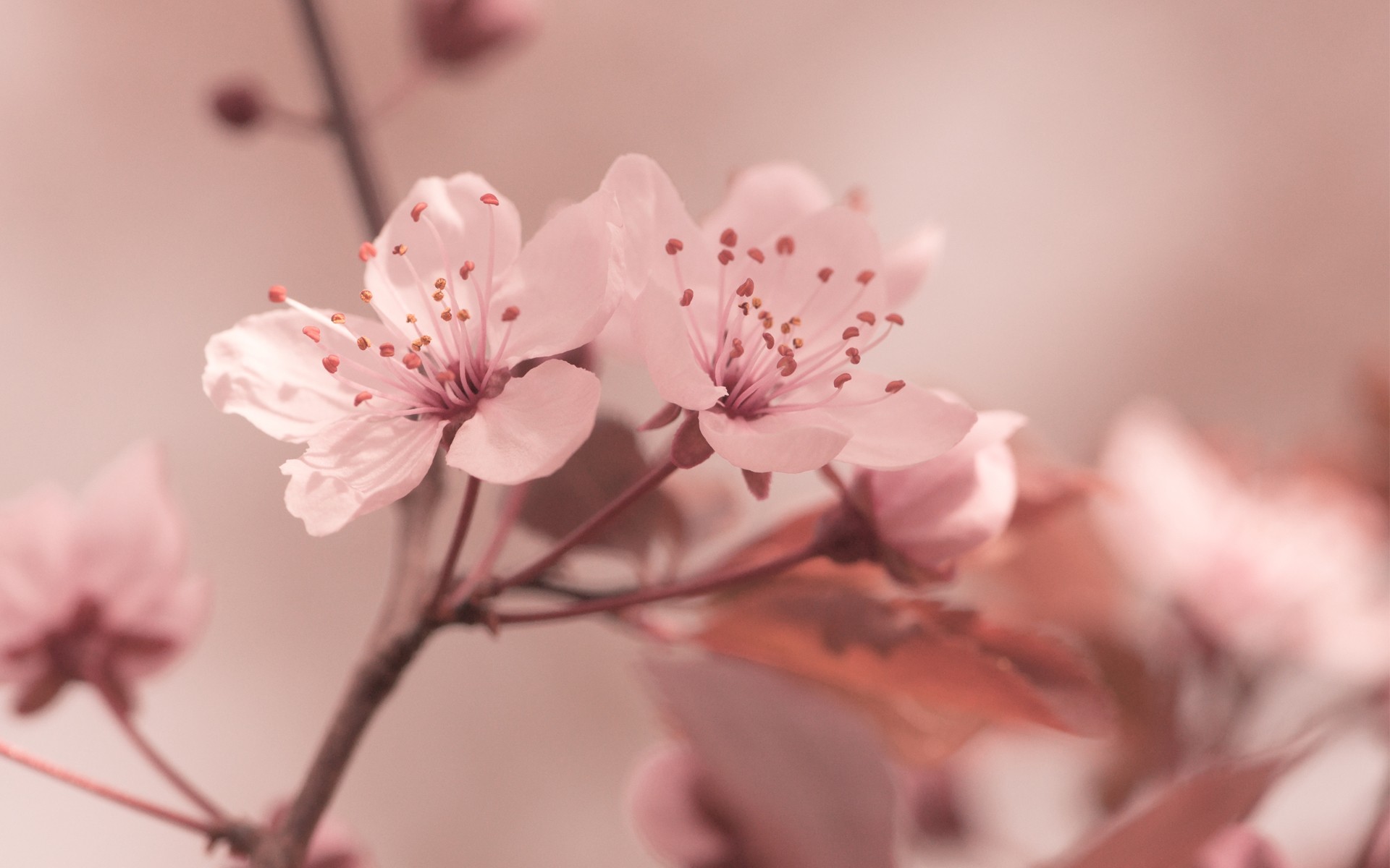 Sakura wallpaper ·① Download free stunning wallpapers for ...