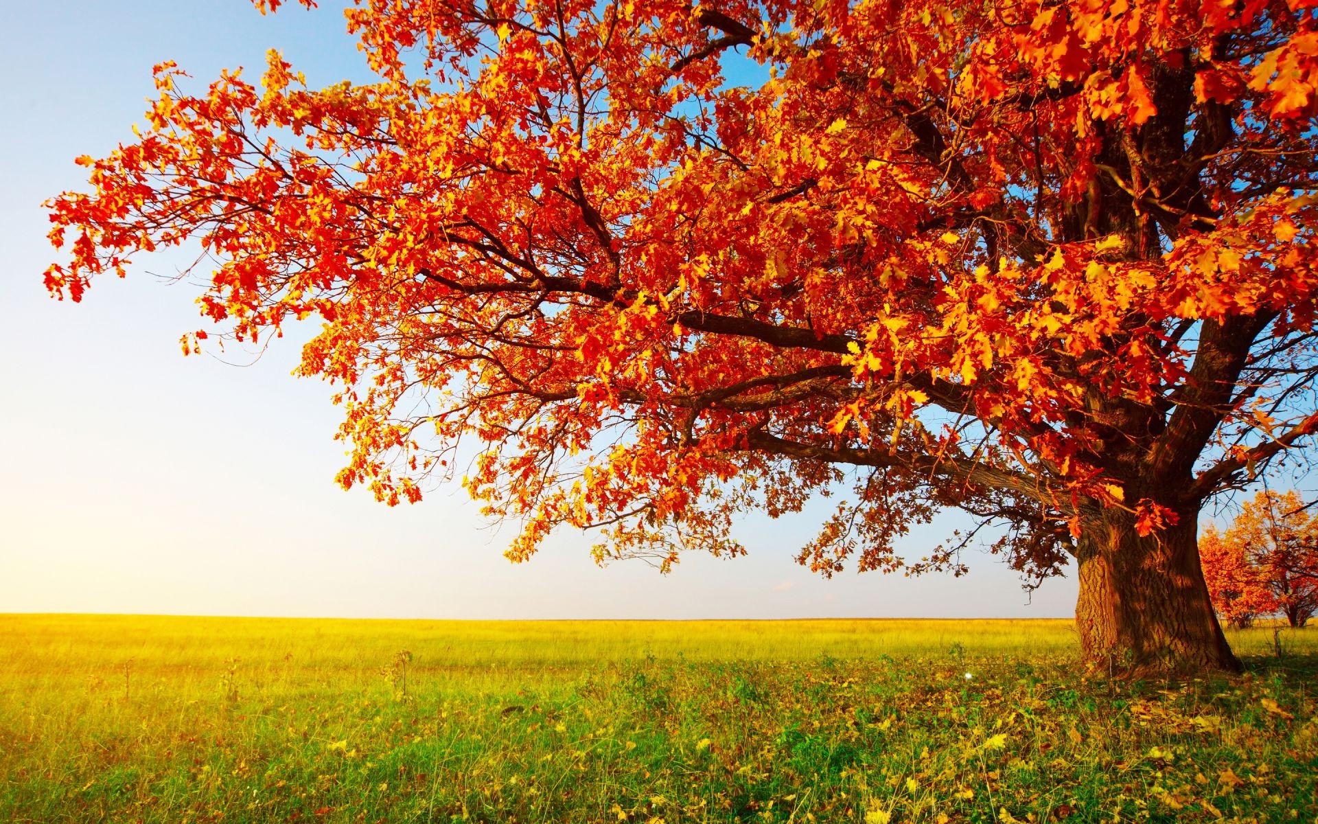 Autumn Wallpaper Widescreen Download Free Amazing High