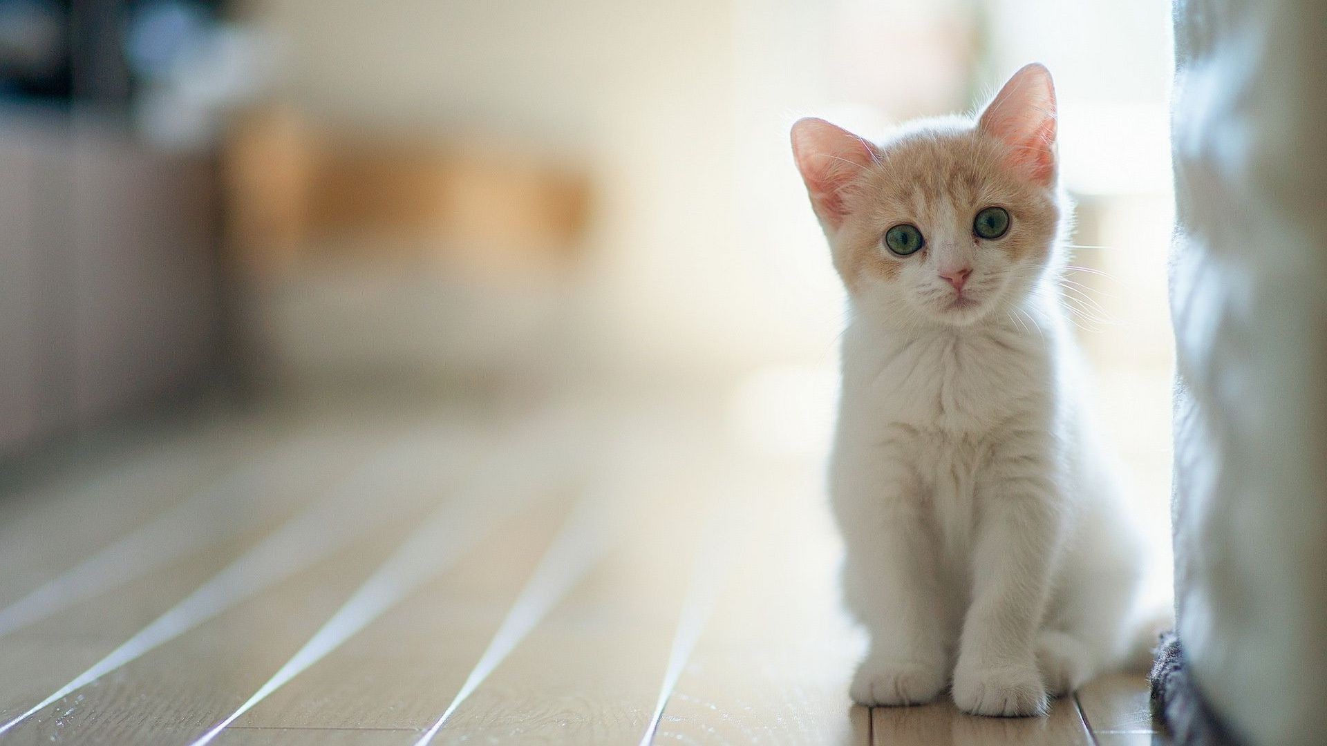 Kittens wallpaper ·① Download free stunning full HD wallpapers for