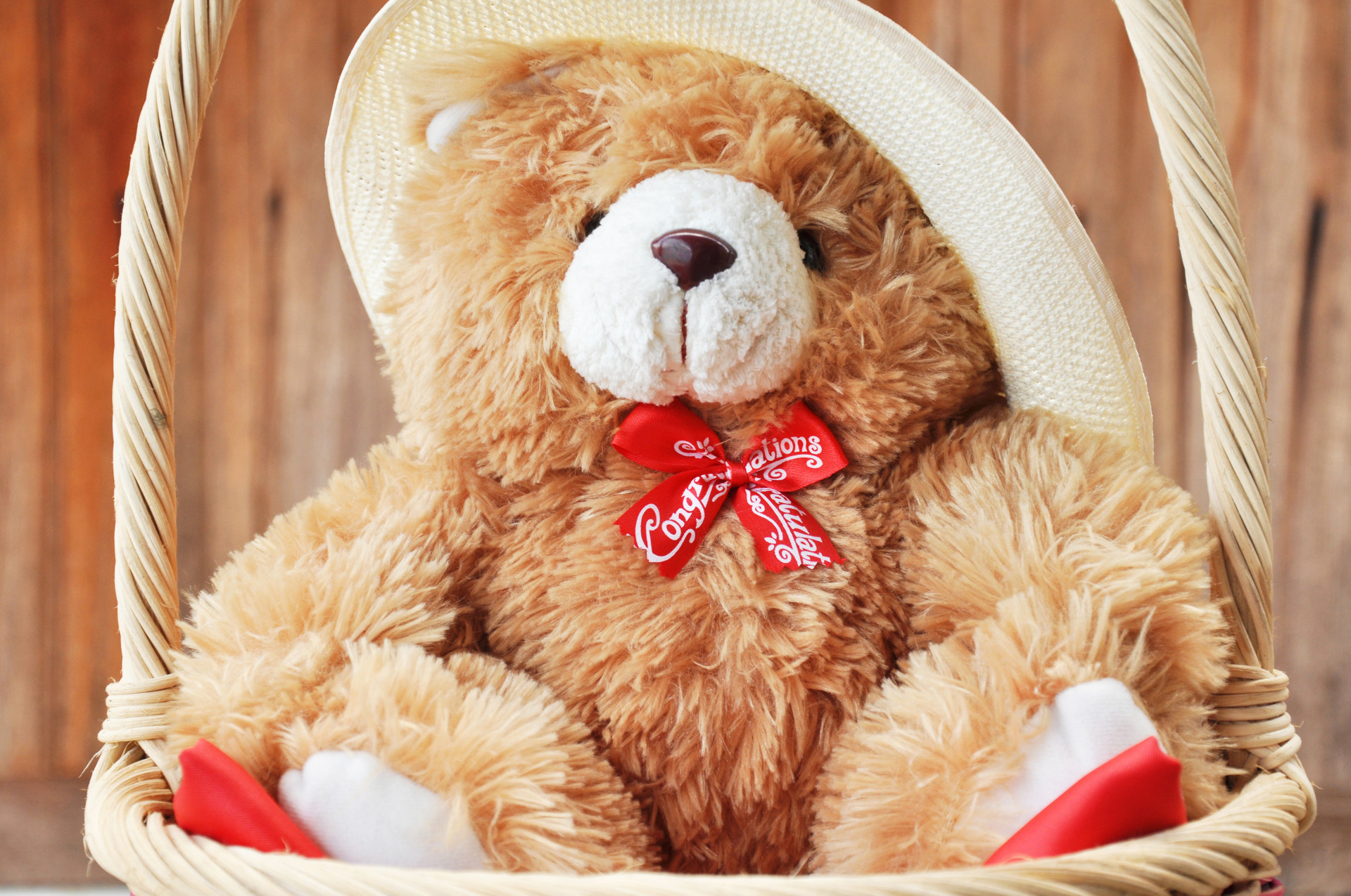 dark red colour teddy bear