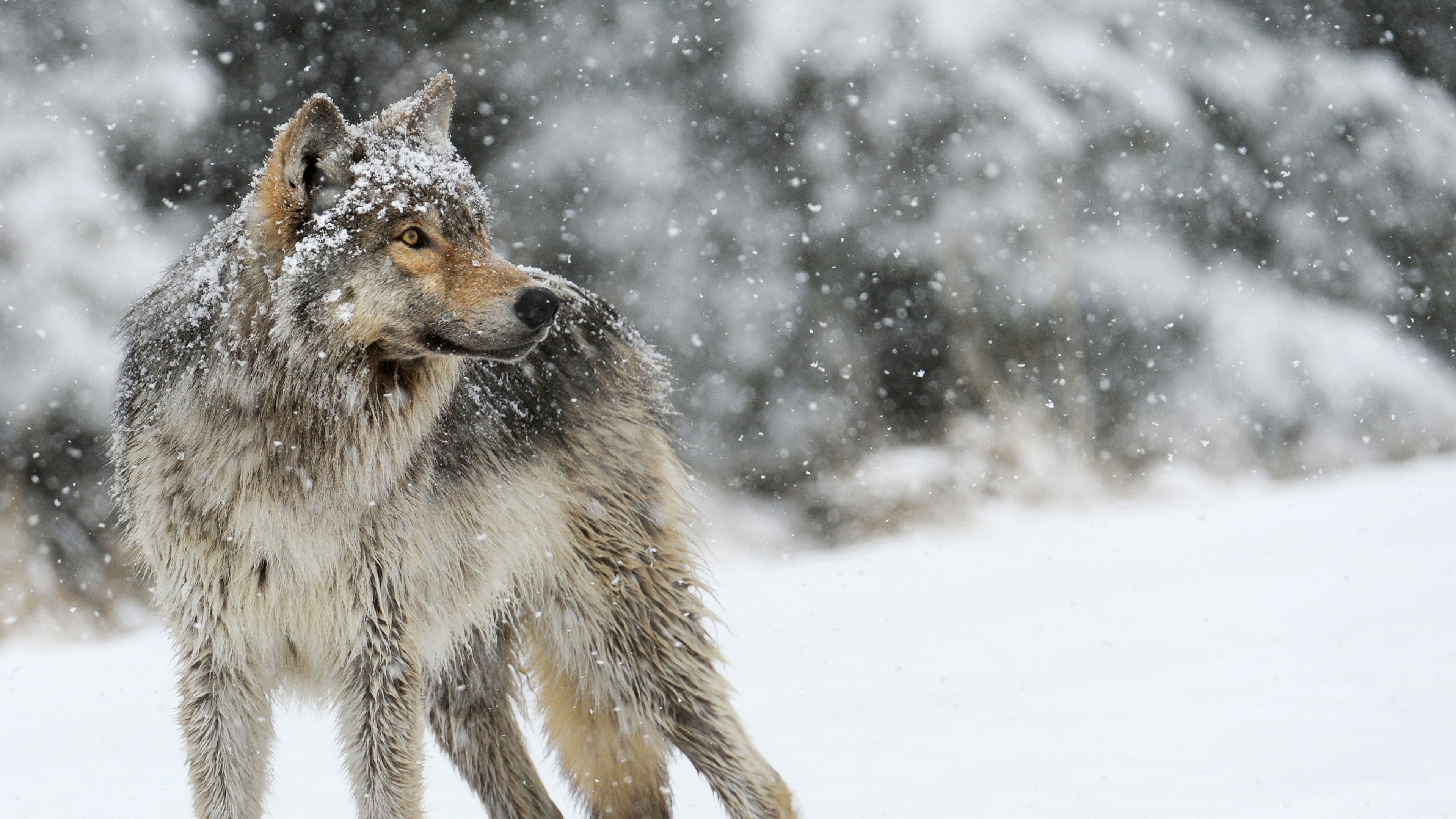 46+ Wolf wallpapers ·① Download free stunning HD ...