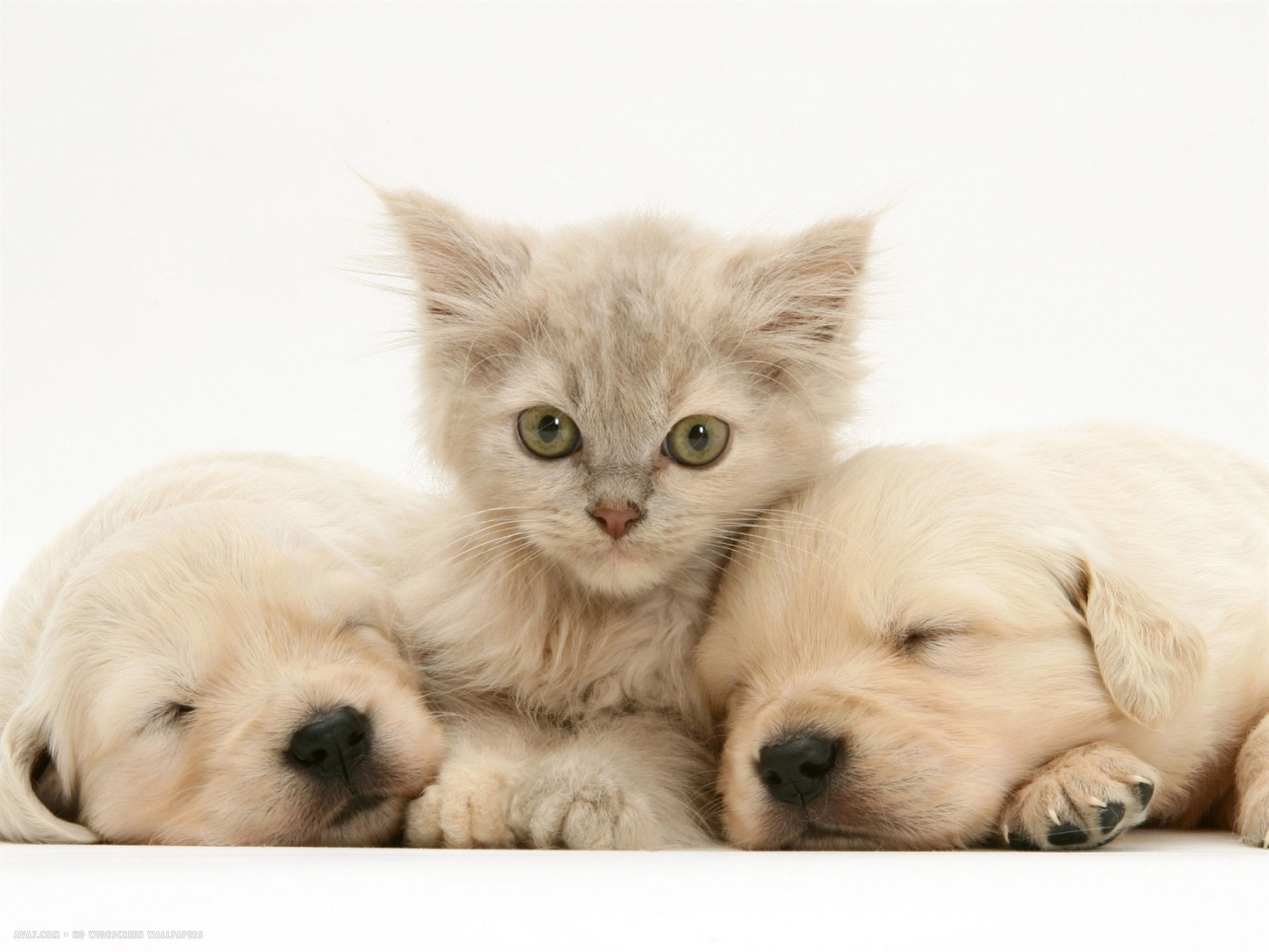Картинки котят и щенят. Собачки и кошечки. Милые кошки и собаки. Щенок и котенок. Кошечки собачки картинки.