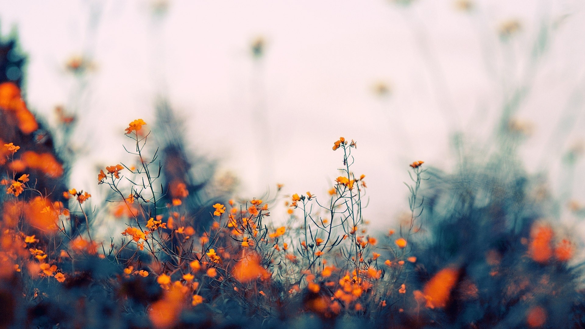 Wildflowers, Orange blossoms, Meadow, Bokeh, Soft focus, Full HD, MacBook background