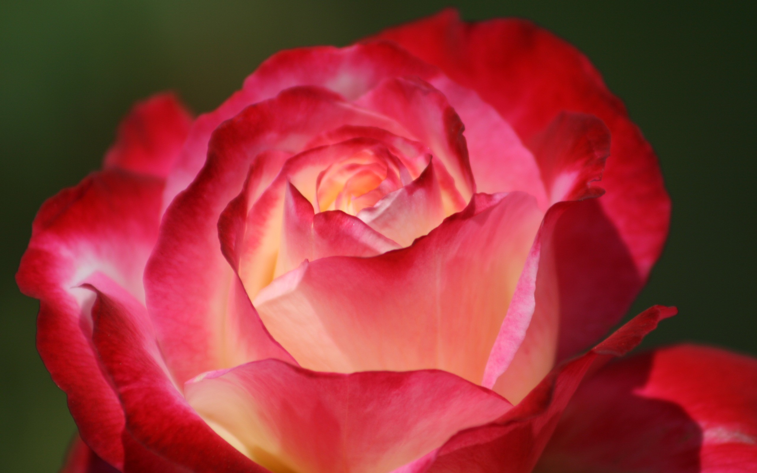 Лучшие розы земли. Красивый бутон красной розы. Картинки на рабочий стол розы. Красивые розы фото хорошего качества.