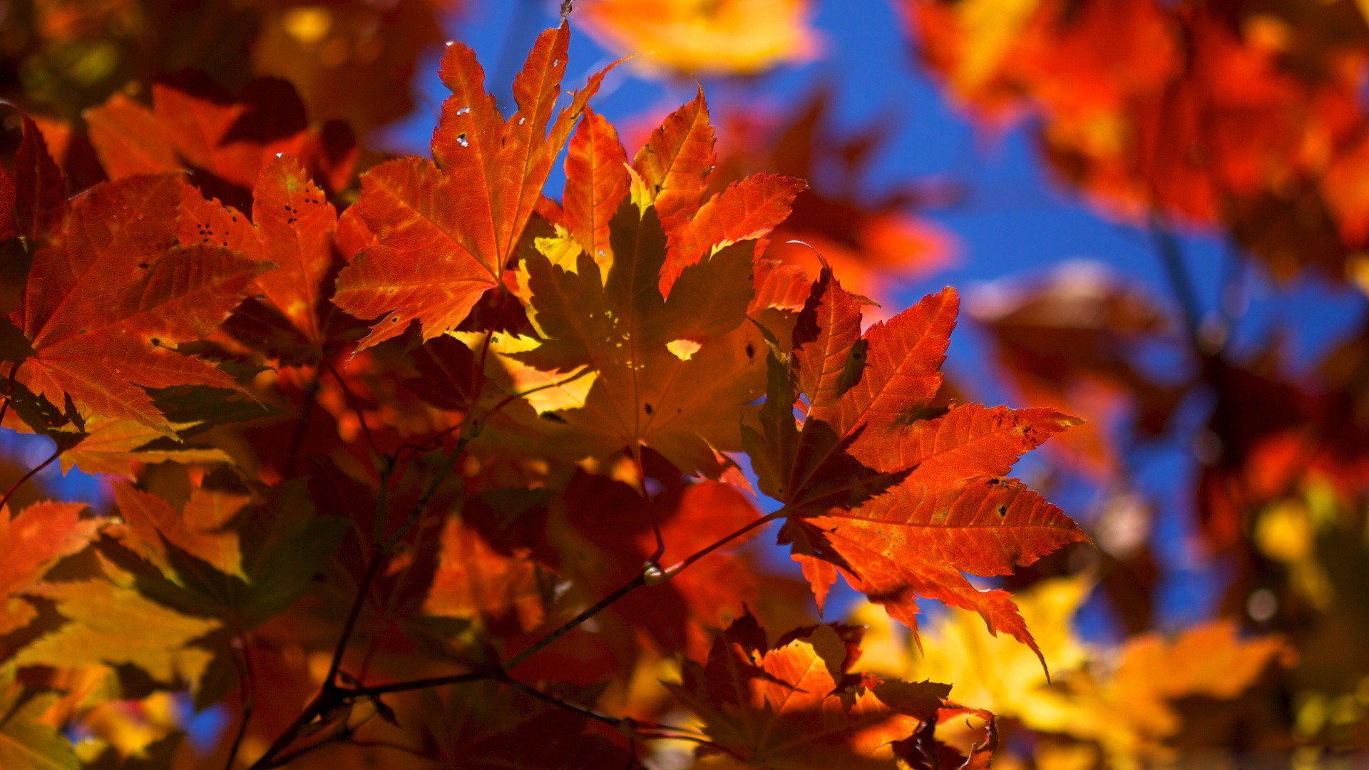 Fall Desktop Backgrounds Widescreen