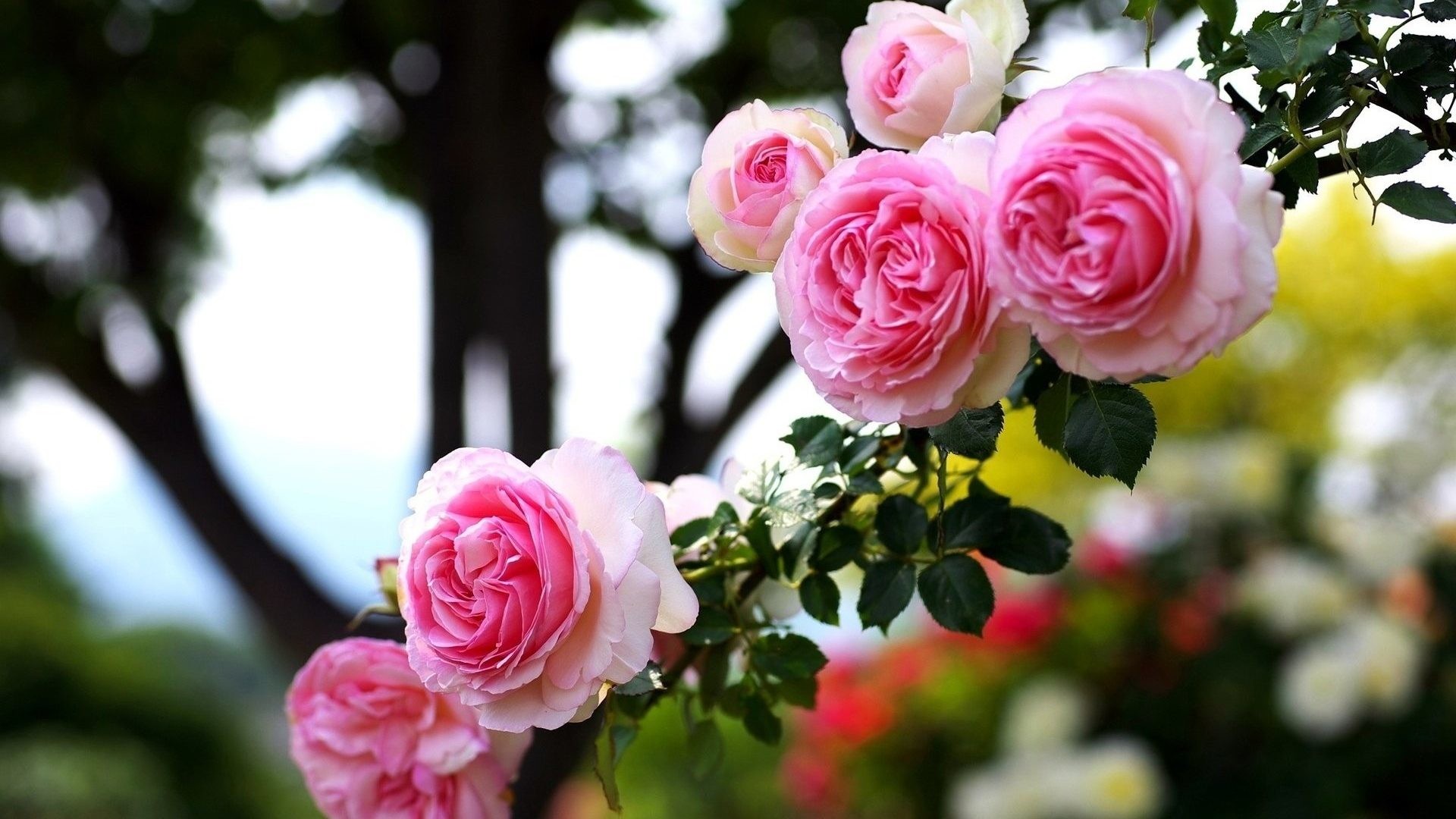 3D Rose Live Wallpaper Free - Android Apps on Google Play