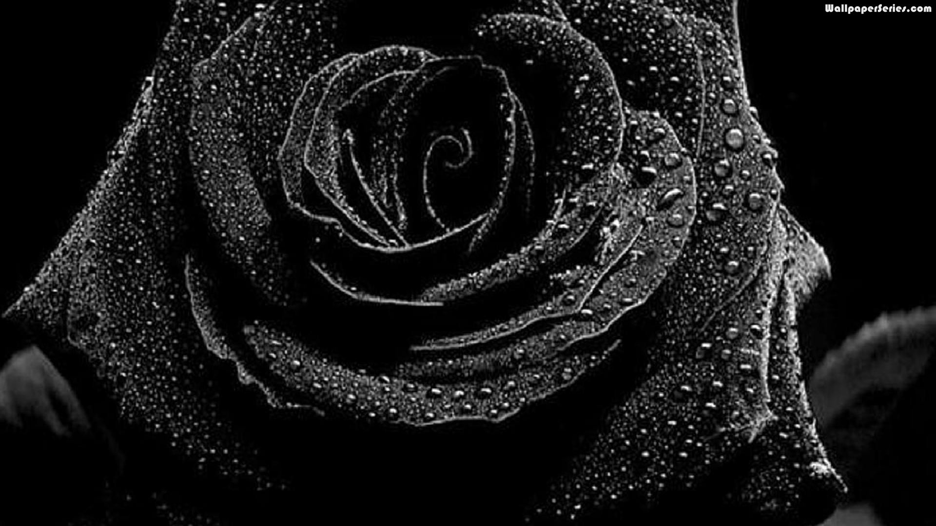 24+ Wallpaper Black Rose, Koleksi Kekinian!