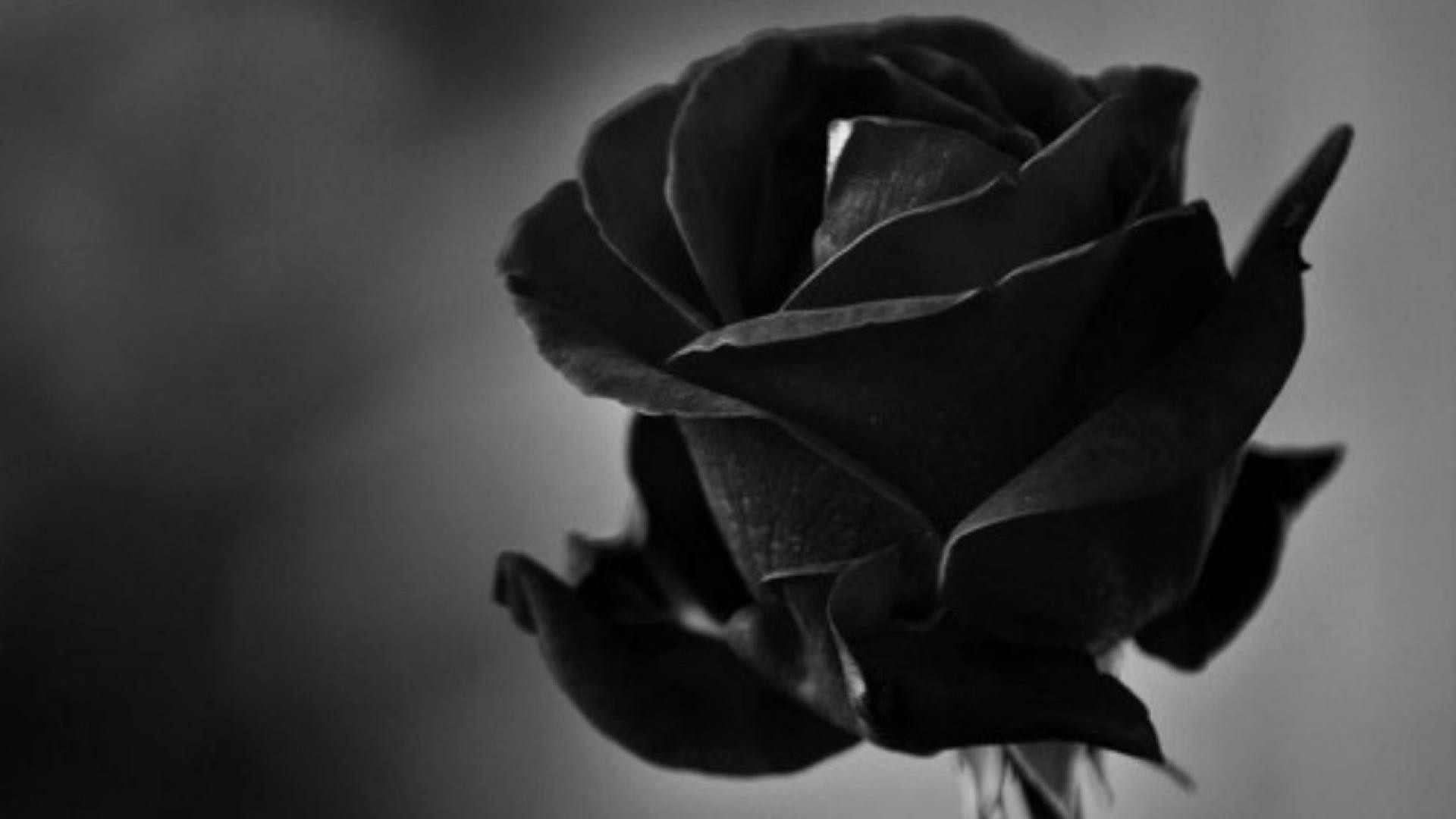 Black Rose Flower