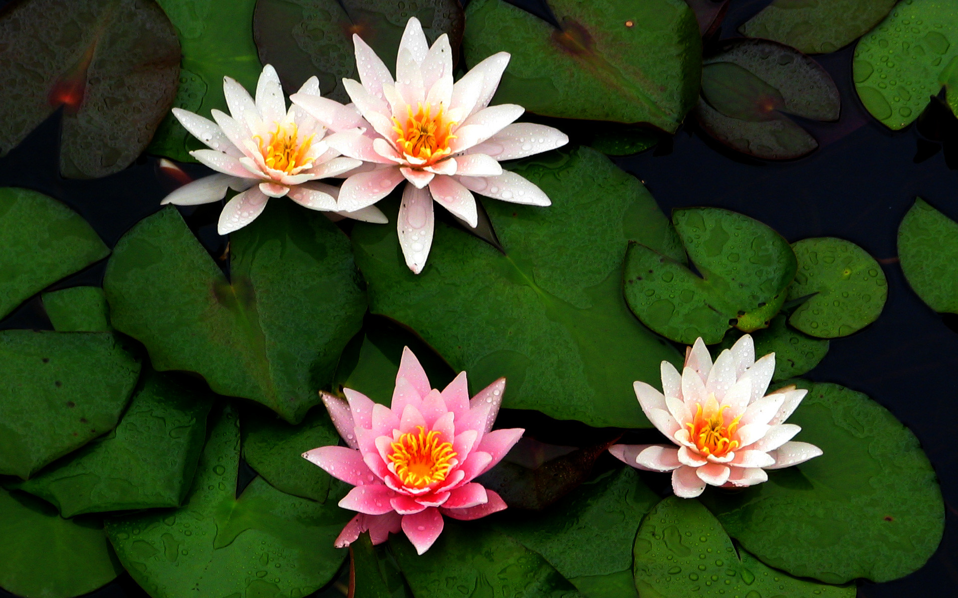 Lily Pad Wallpaper ·① WallpaperTag