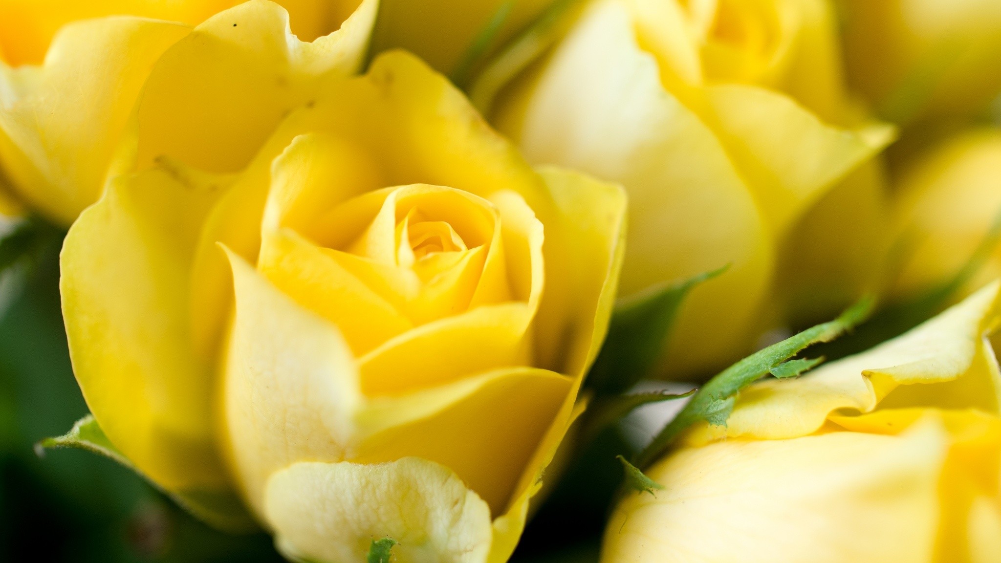 Download Yellow Rose Background ·① WallpaperTag